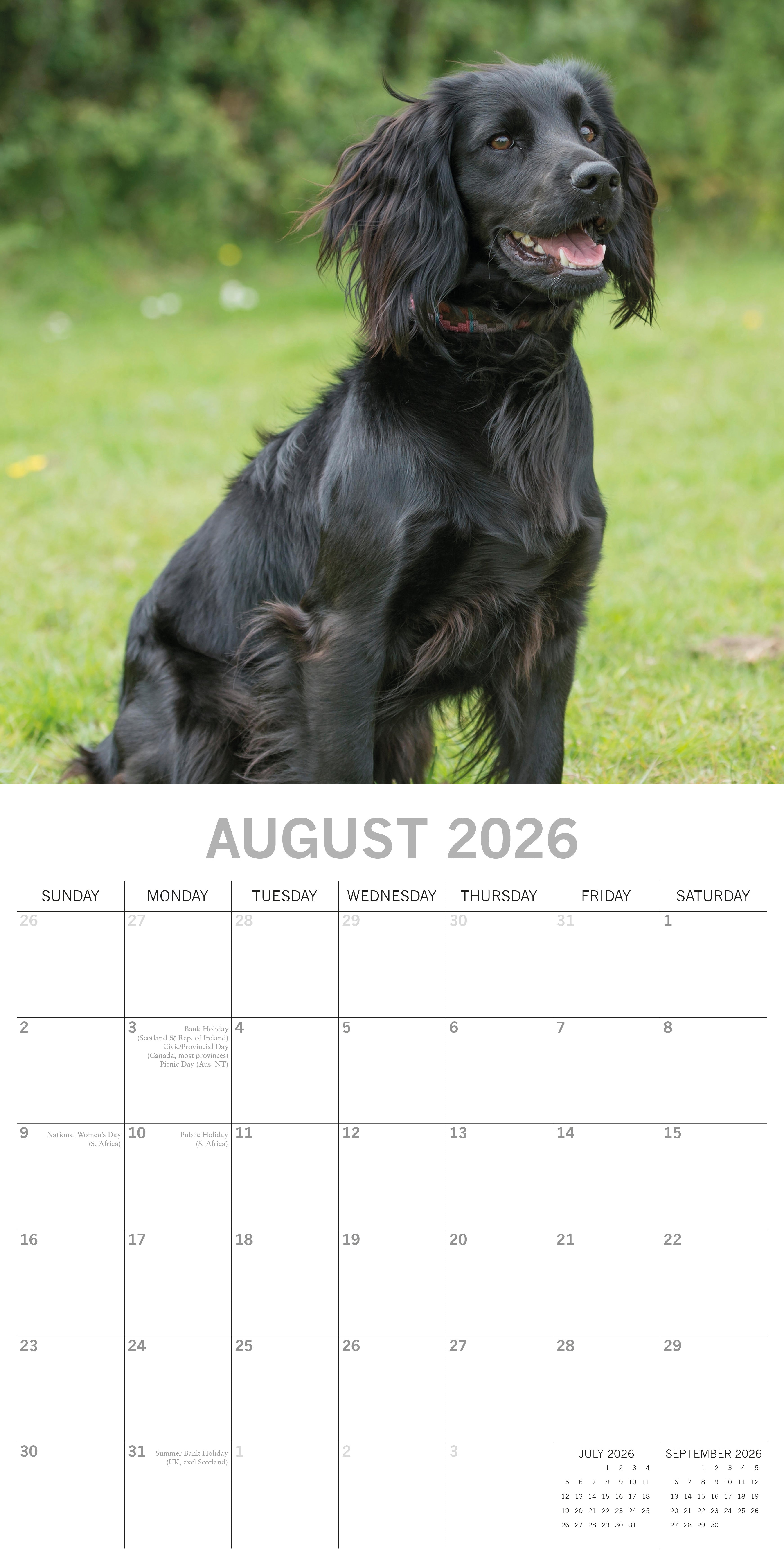 2026 Cocker Spaniels - Square Wall Calendar