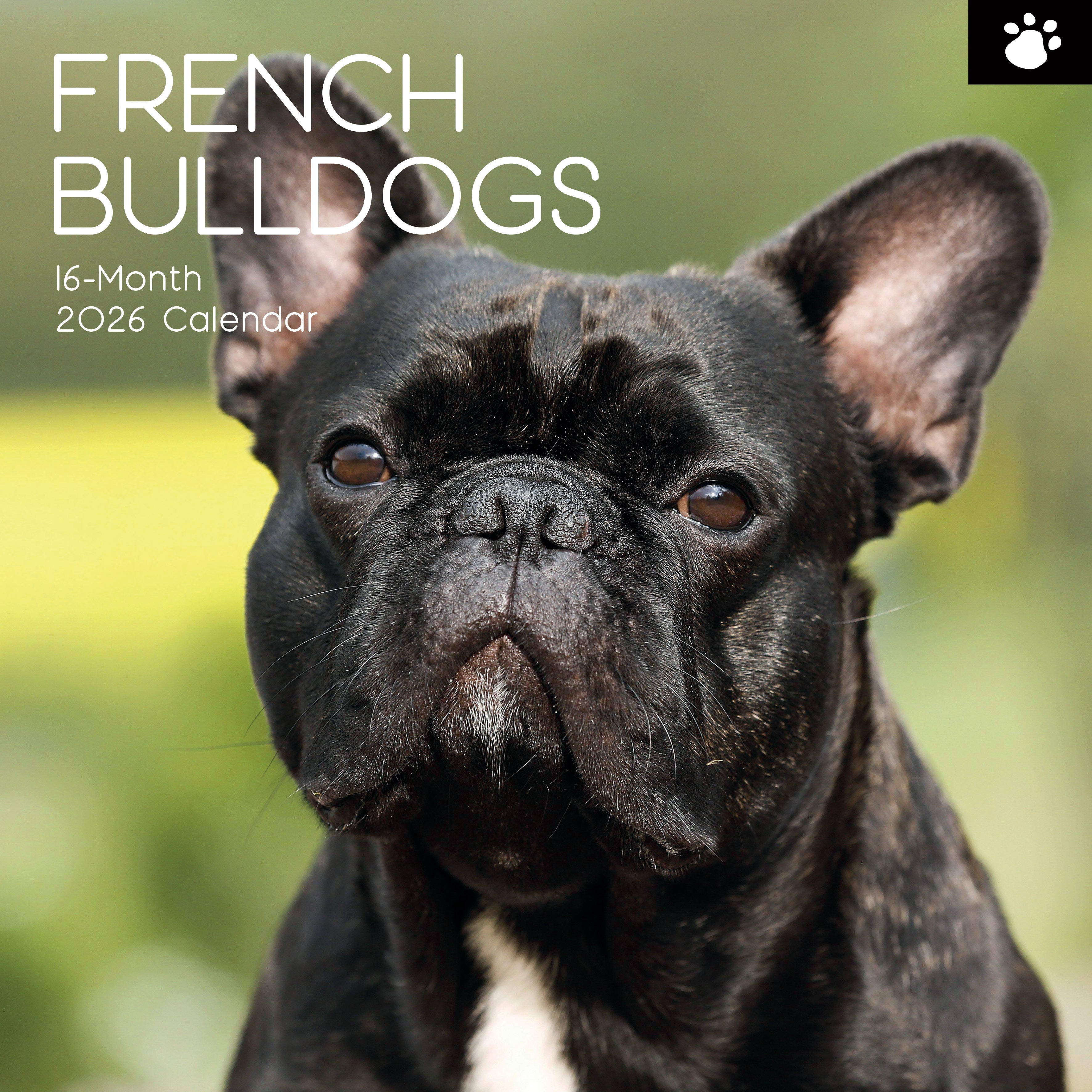 2026 French Bulldogs - Square Wall Calendar