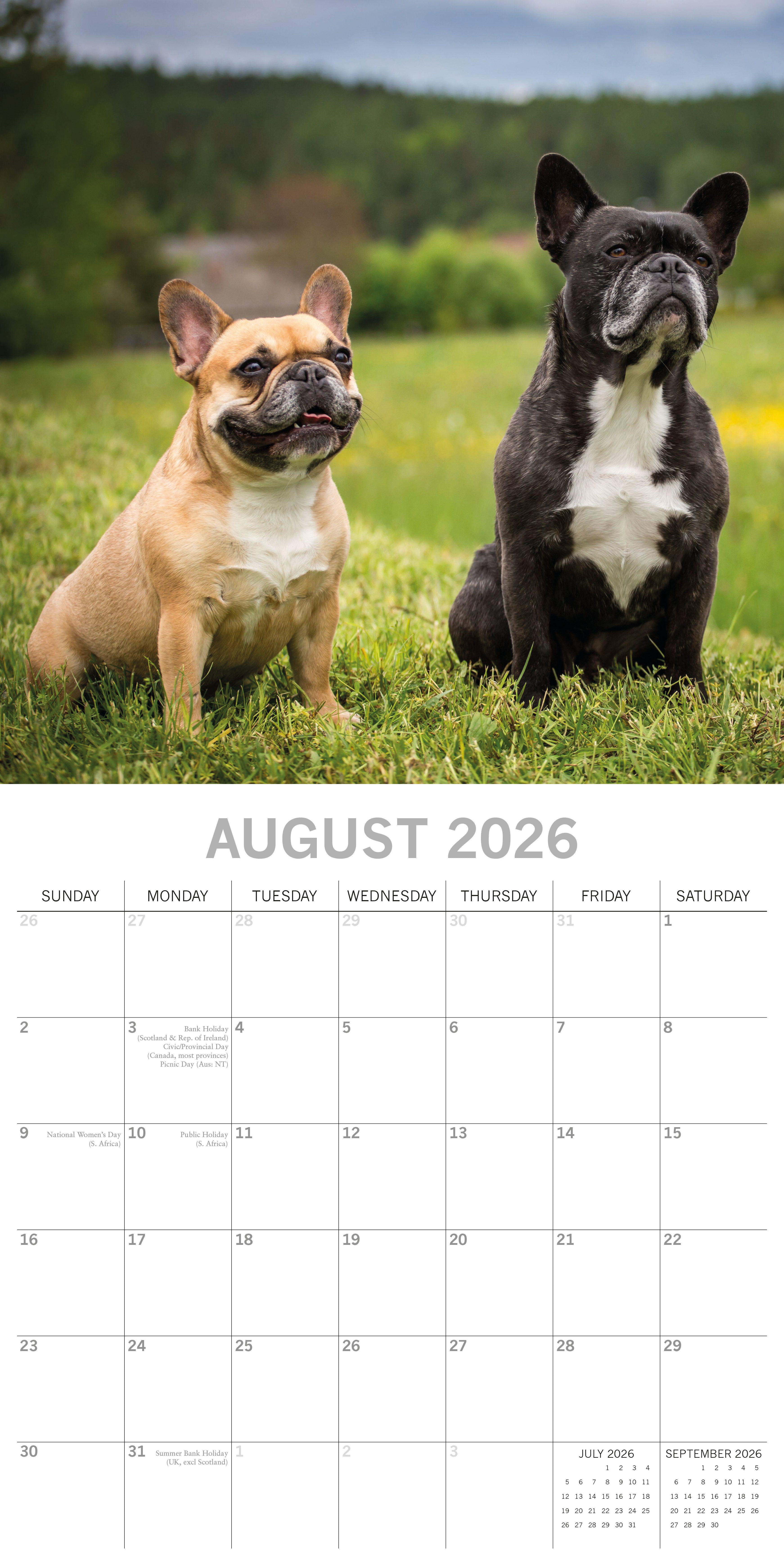 2026 French Bulldogs - Square Wall Calendar