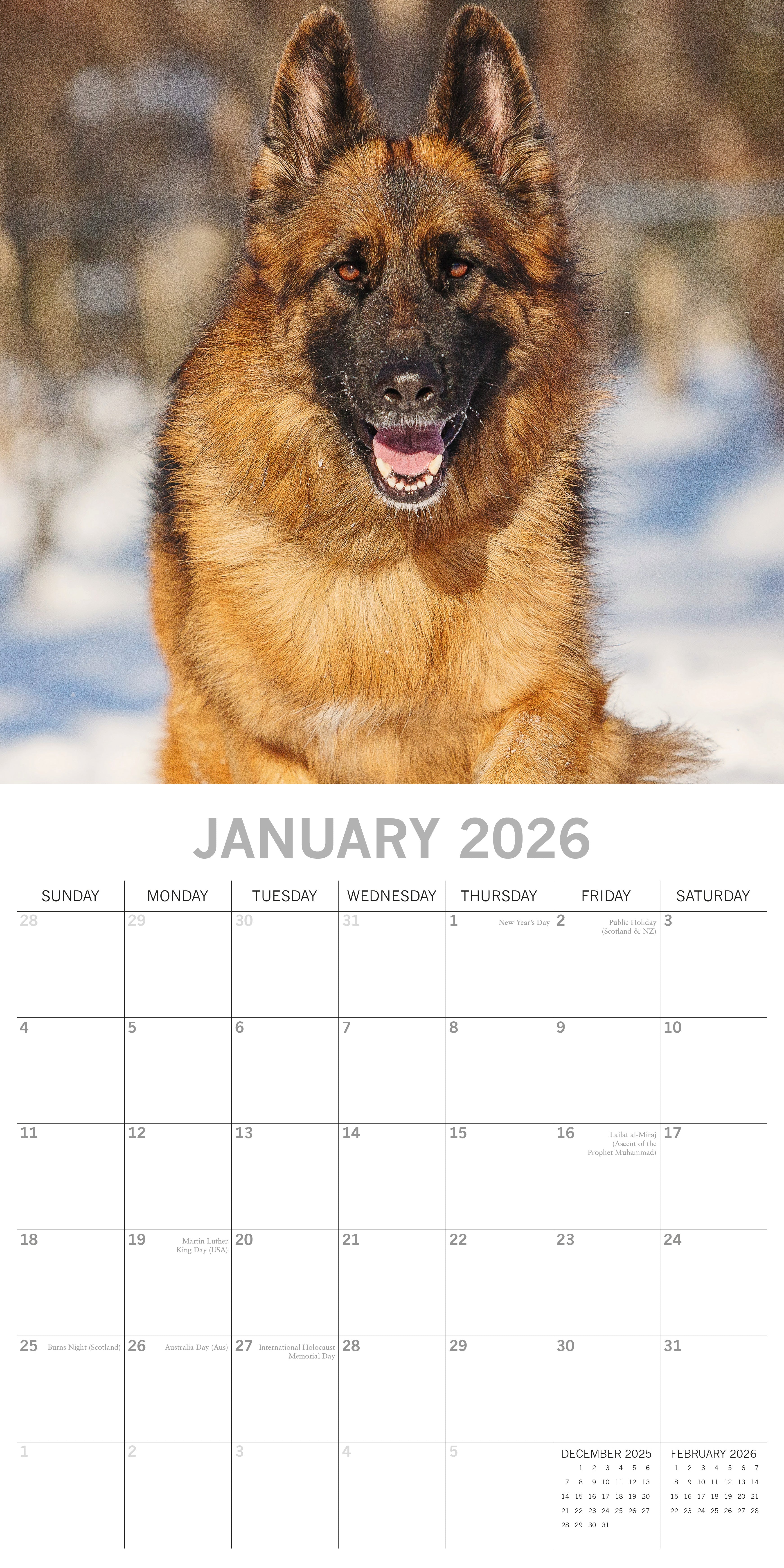 2026 German Shepherds - Square Wall Calendar