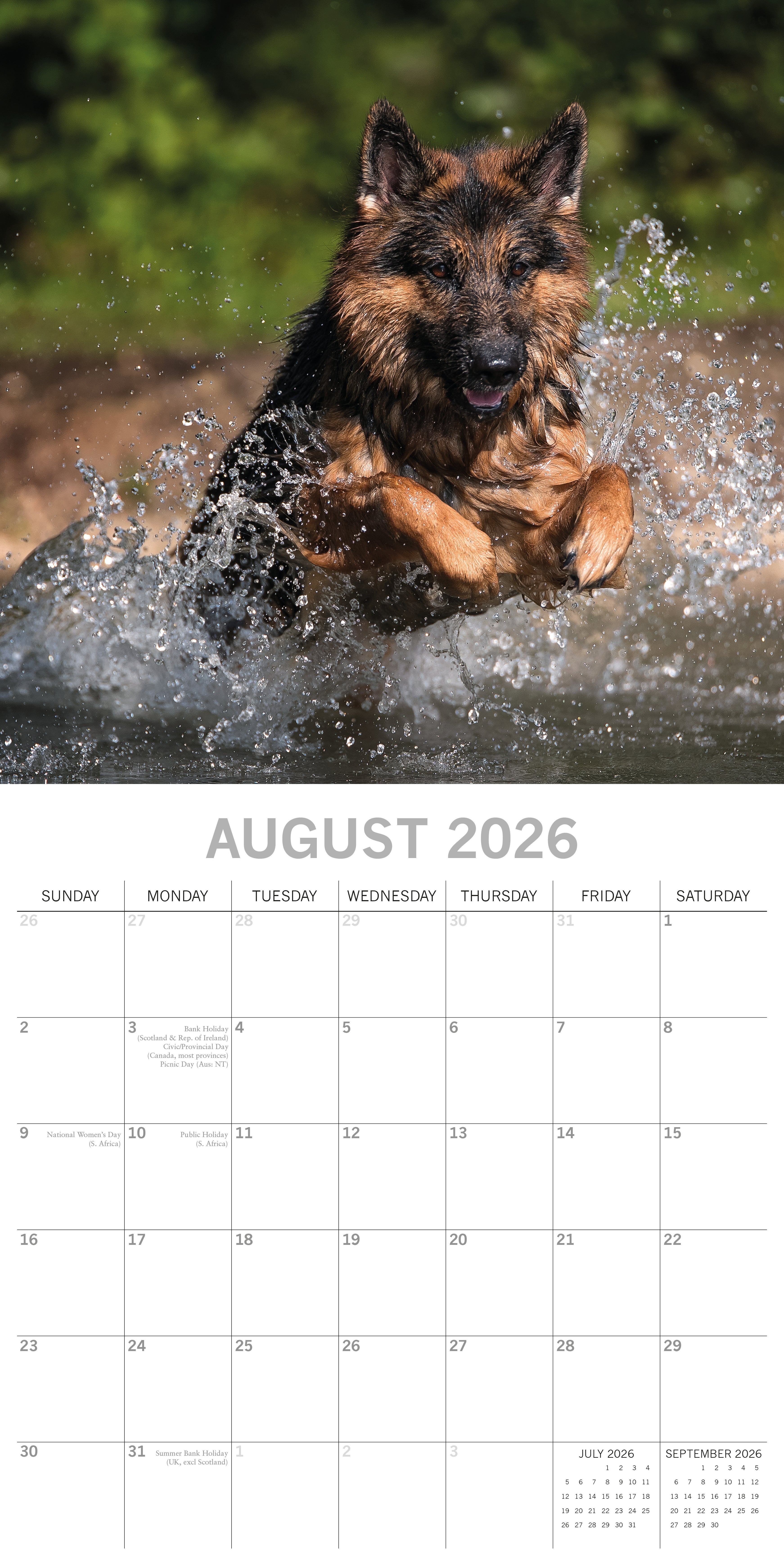 2026 German Shepherds - Square Wall Calendar