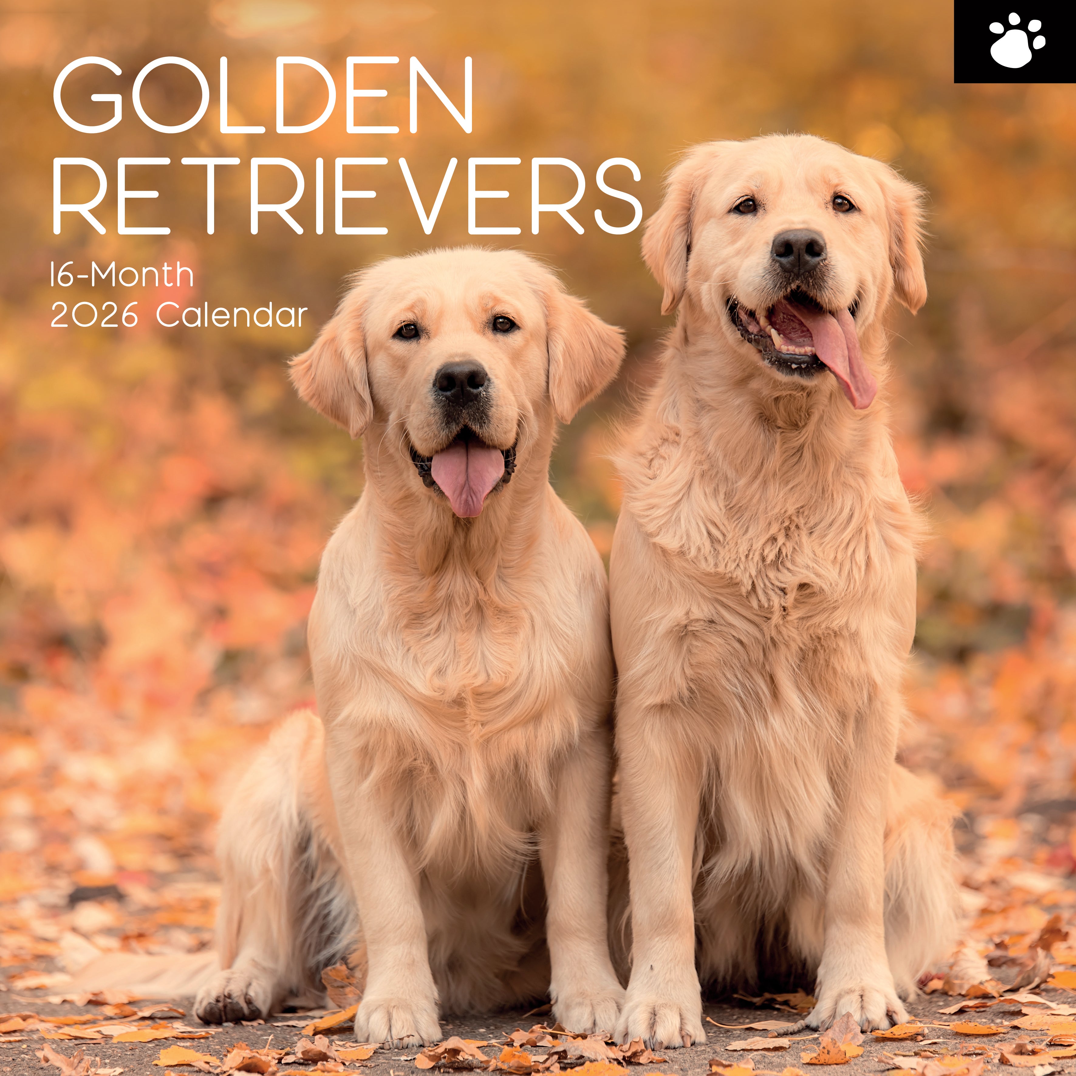2026 Golden Retrievers - Square Wall Calendar