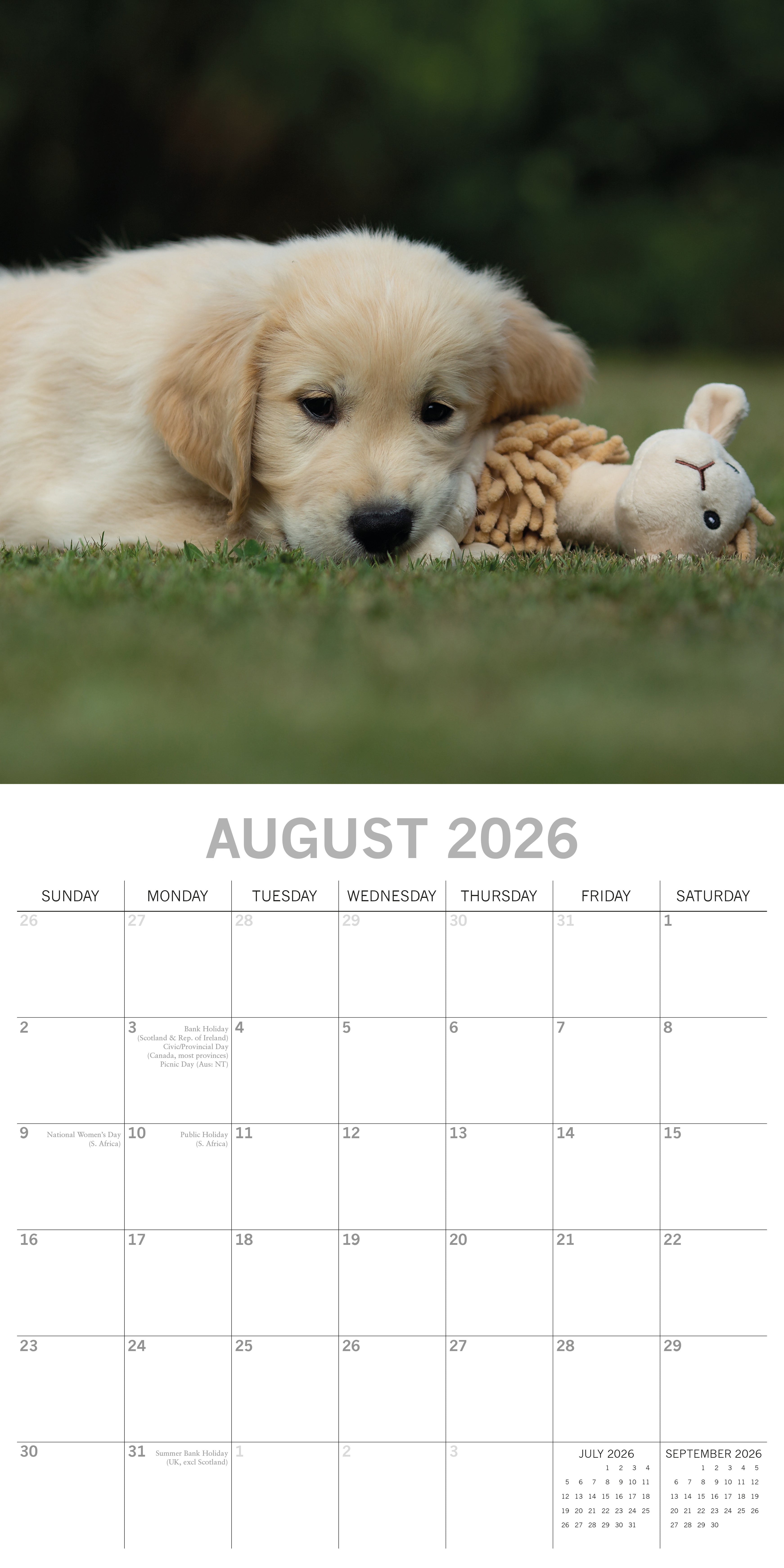2026 Golden Retrievers - Square Wall Calendar