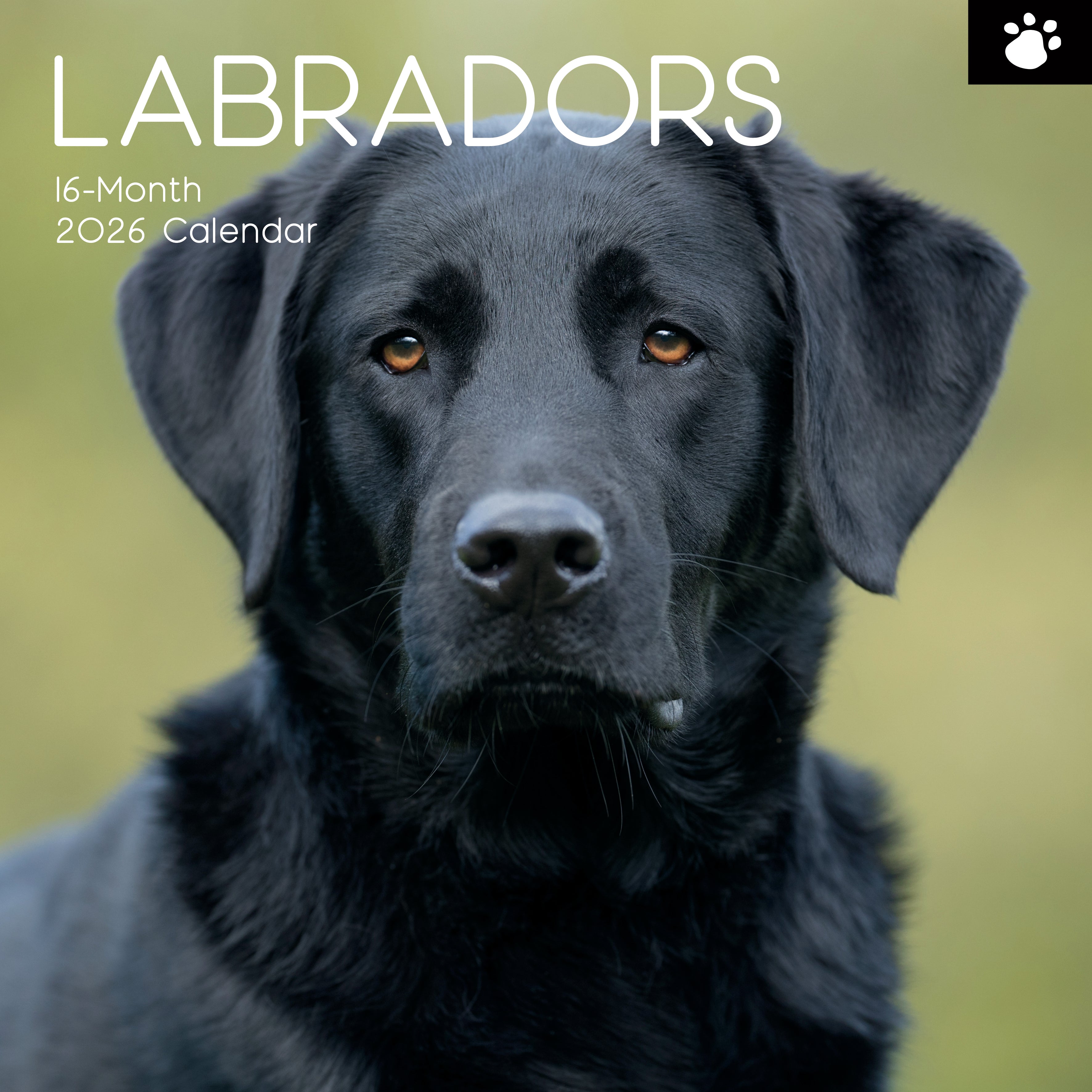 2026 Labradors - Square Wall Calendar