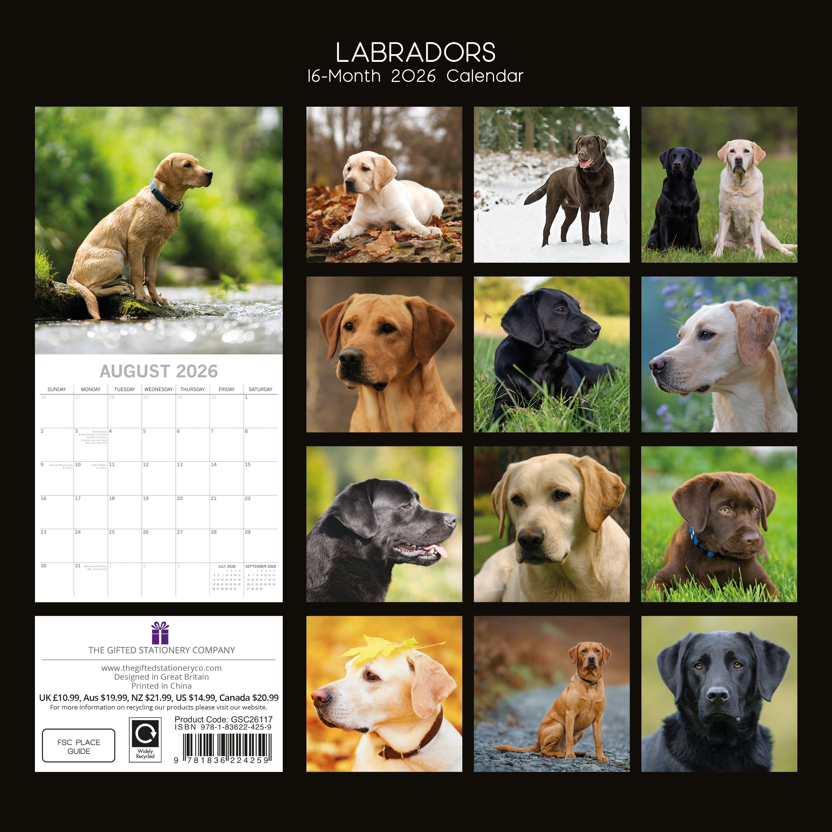 2026 Labradors - Square Wall Calendar