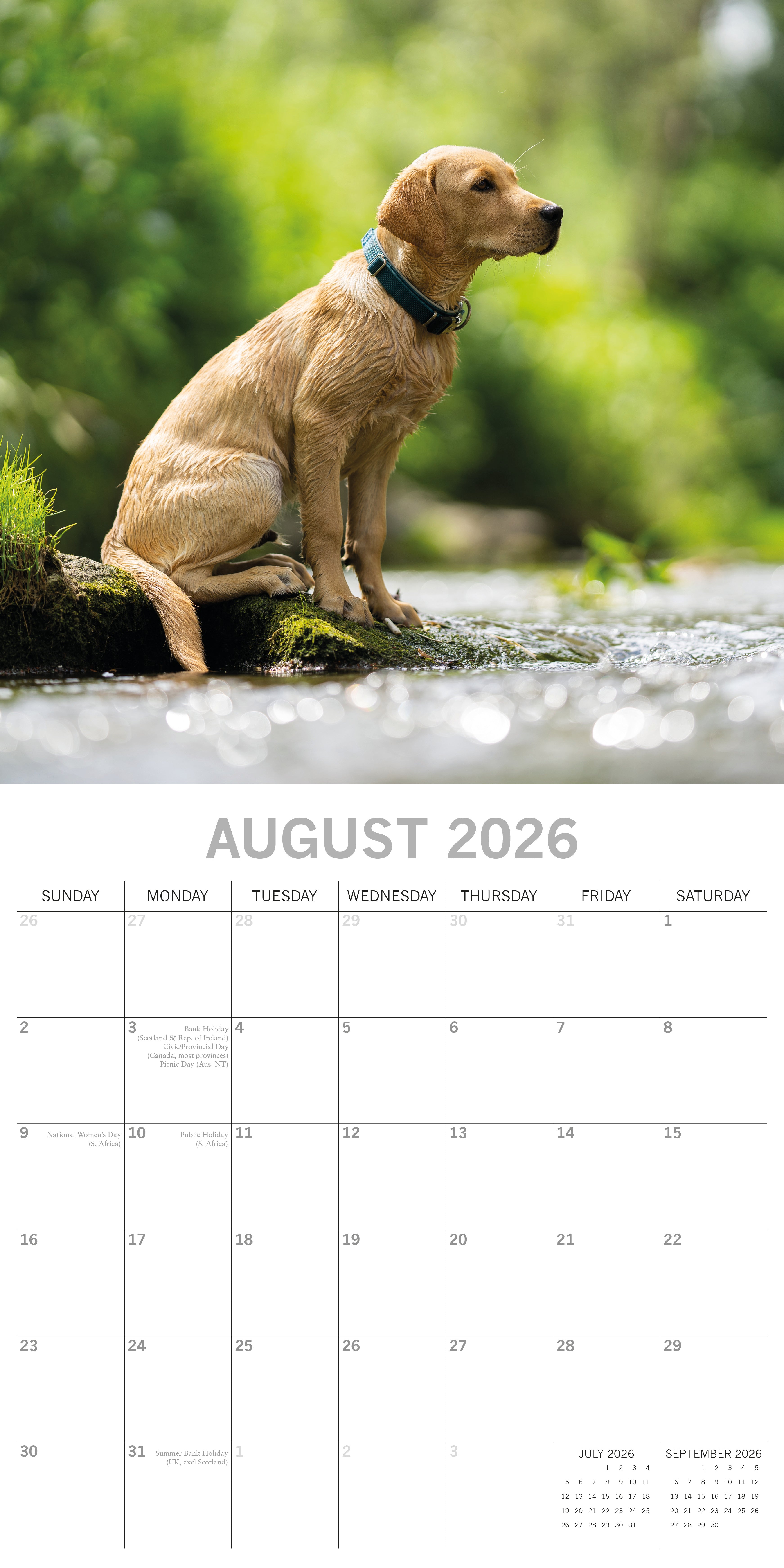 2026 Labradors - Square Wall Calendar