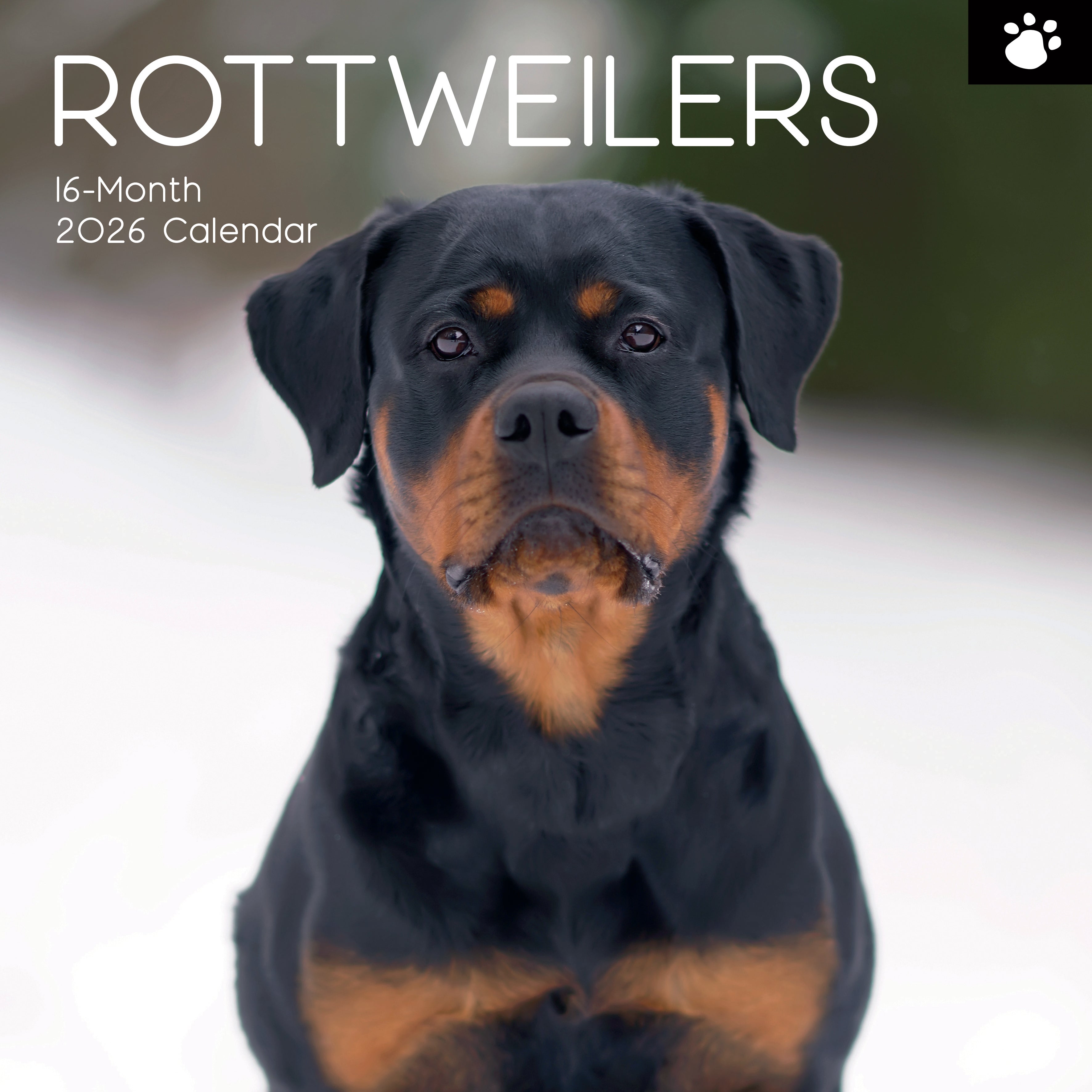 2026 Rottweilers - Square Wall Calendar