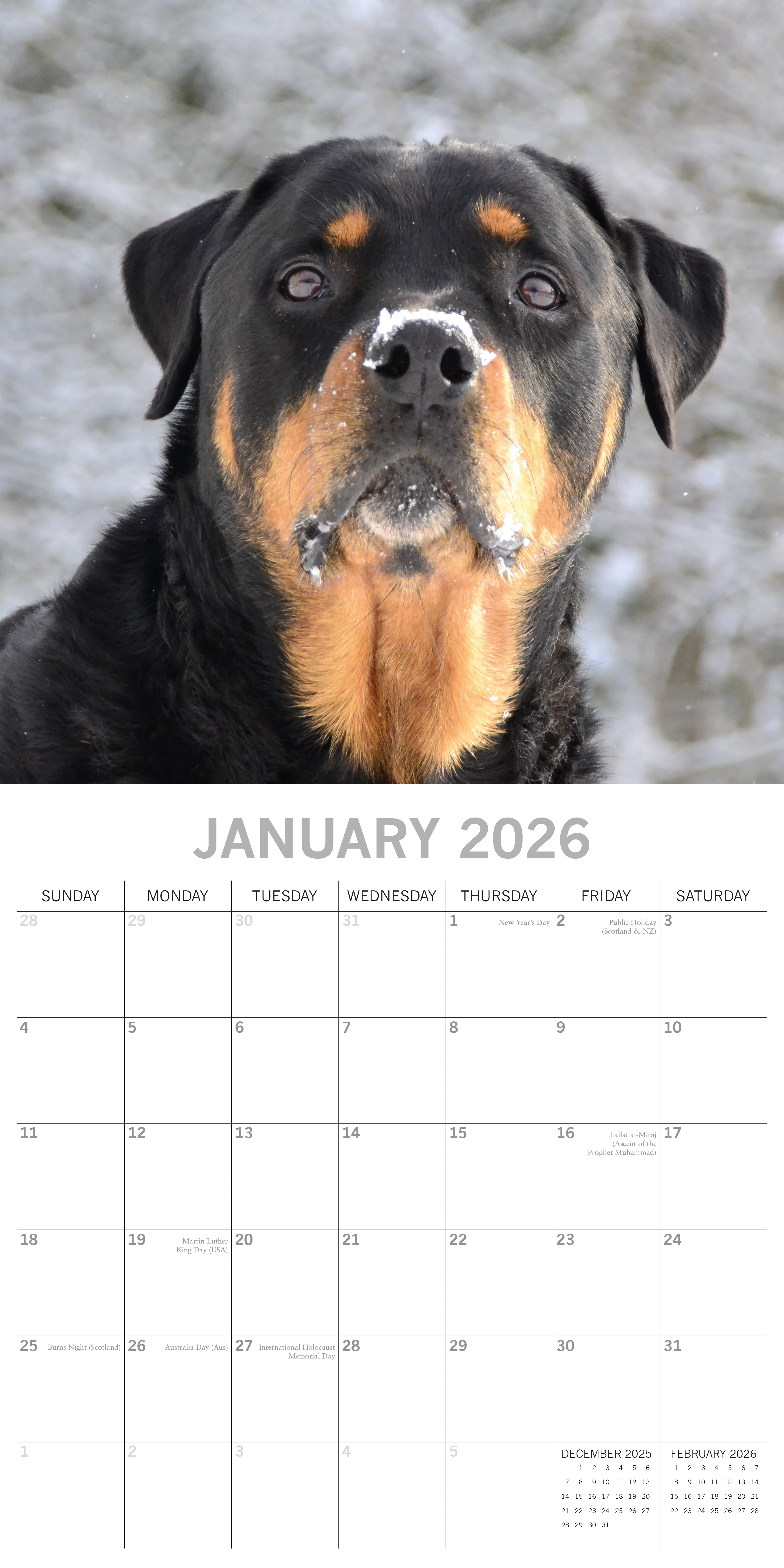 2026 Rottweilers - Square Wall Calendar