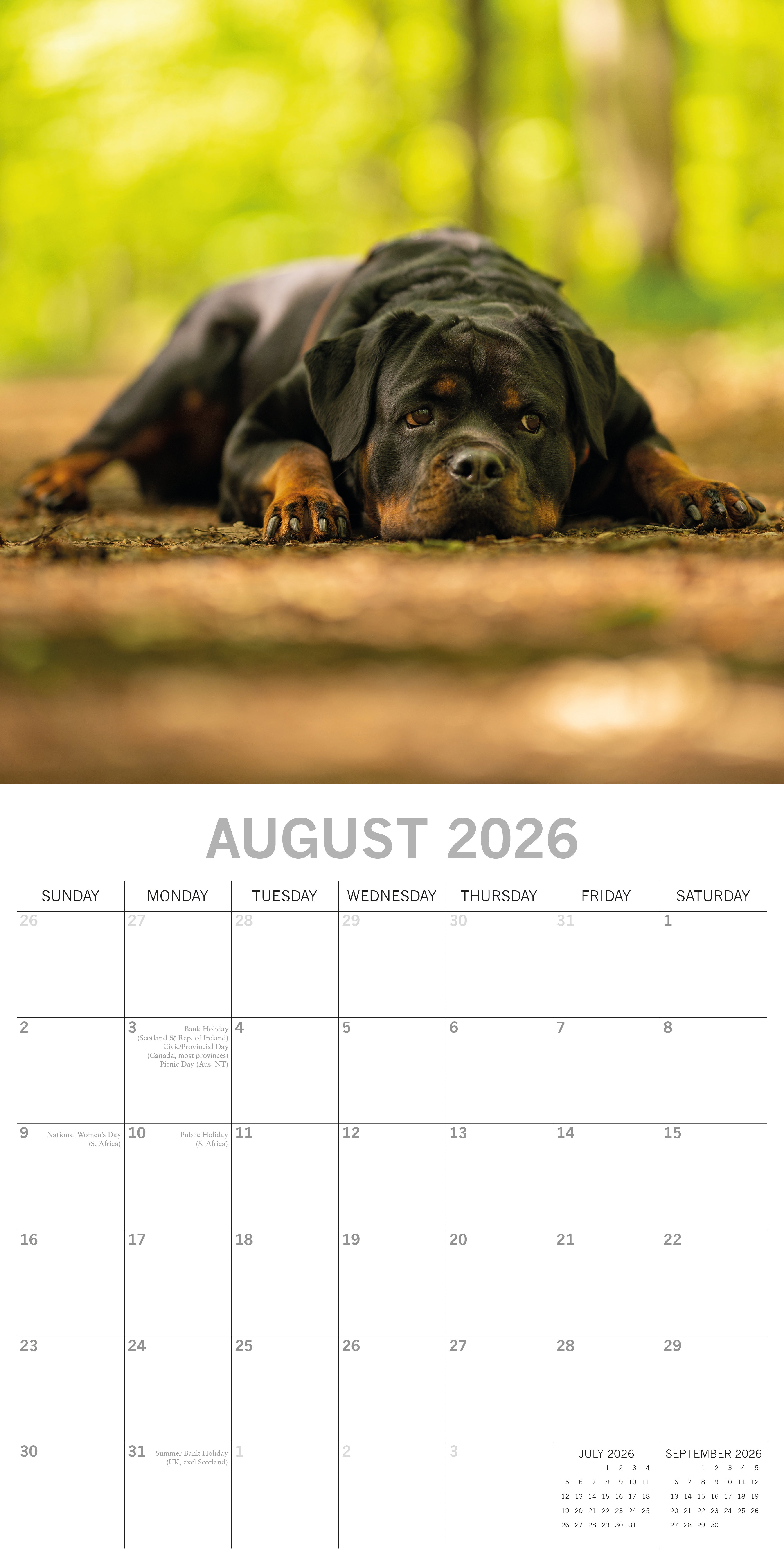 2026 Rottweilers - Square Wall Calendar
