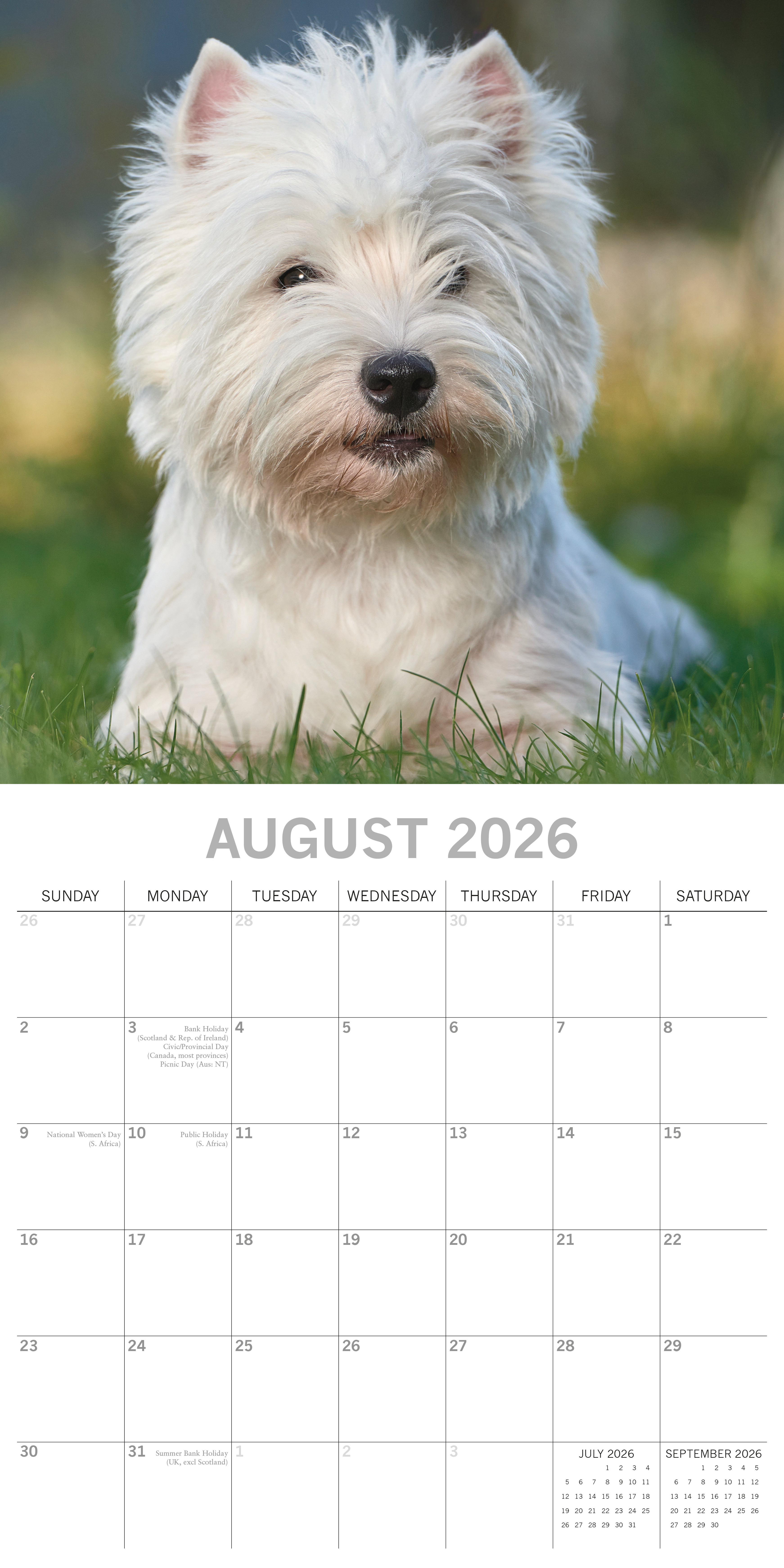 2026 West Highland White Terriers - Square Wall Calendar