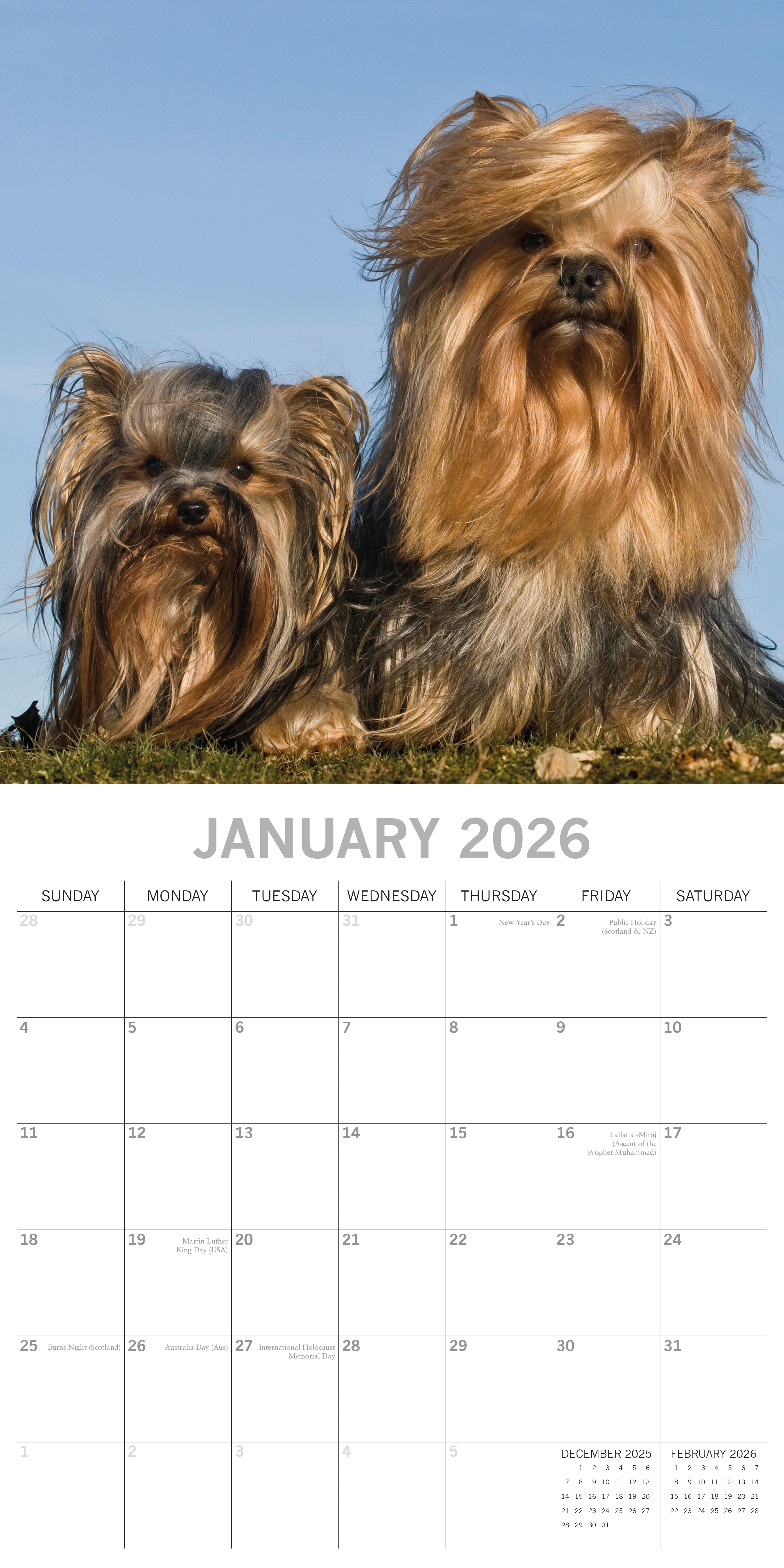 2026 Yorkshire Terriers - Square Wall Calendar