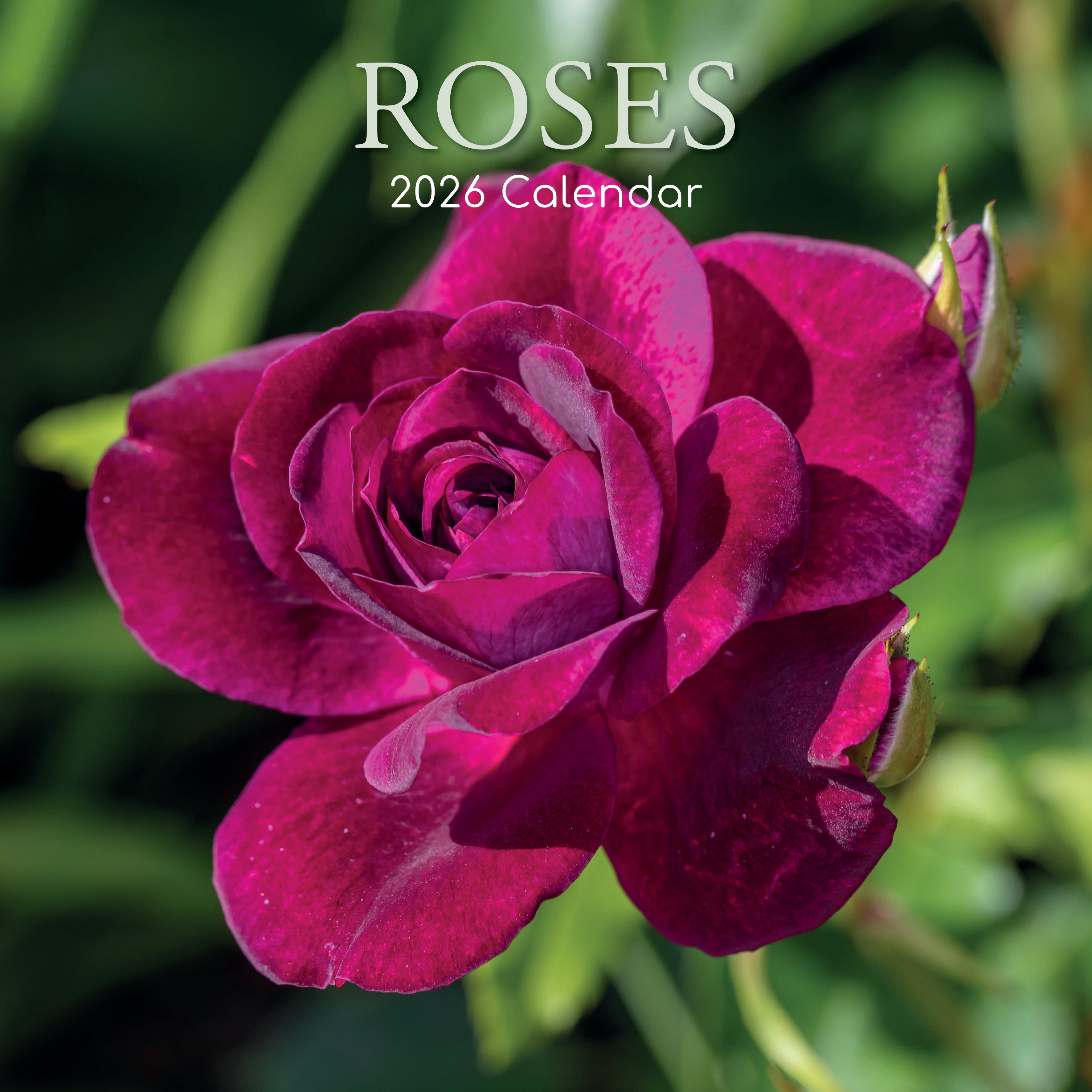 2026 Roses - Square Wall Calendar