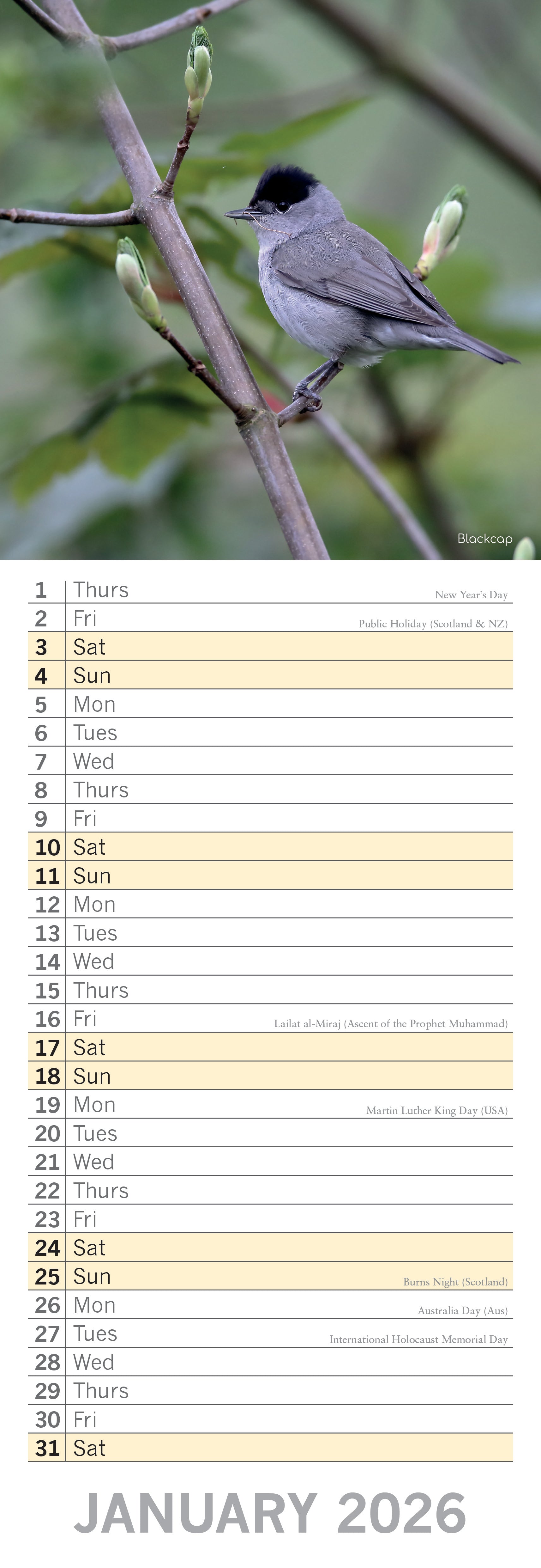 2026 Birds - Slim Wall Calendar