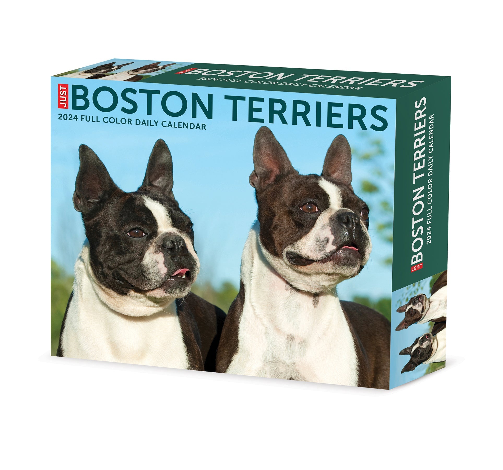 2024 Boston Terriers - Daily Boxed Page-A-Day Calendar