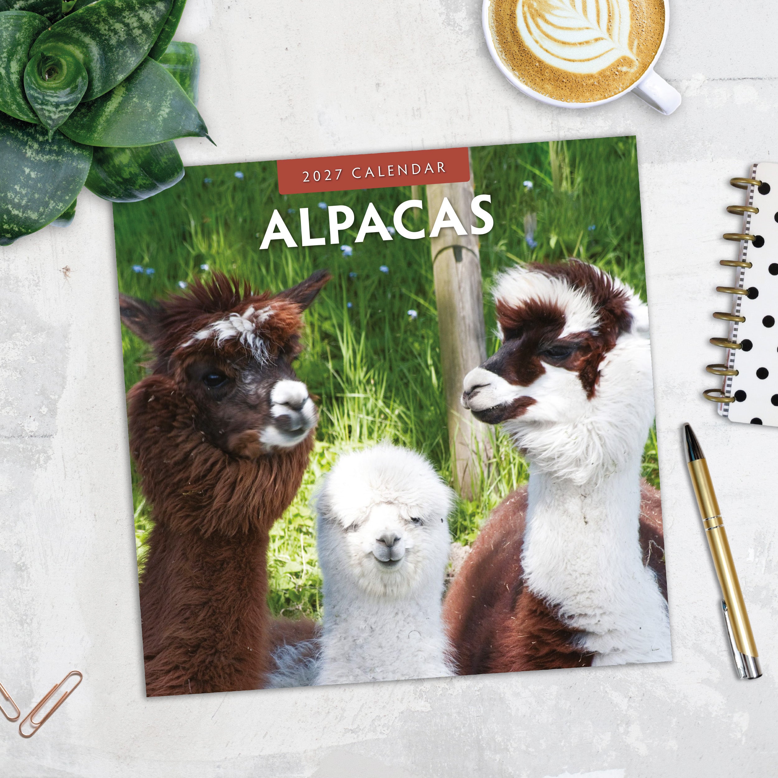 2027 Alpacas - Square Wall Calendar