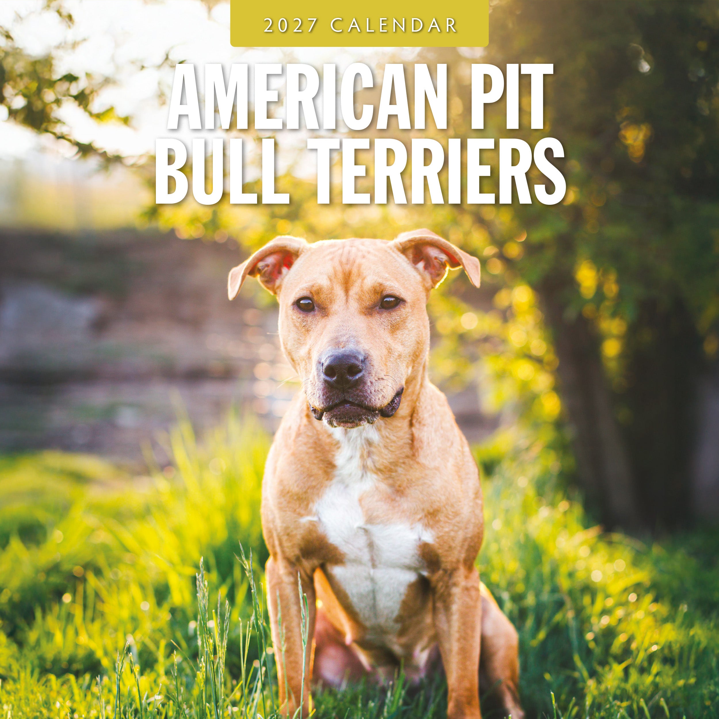 2027 American Pit Bull Terriers - Square Wall Calendar