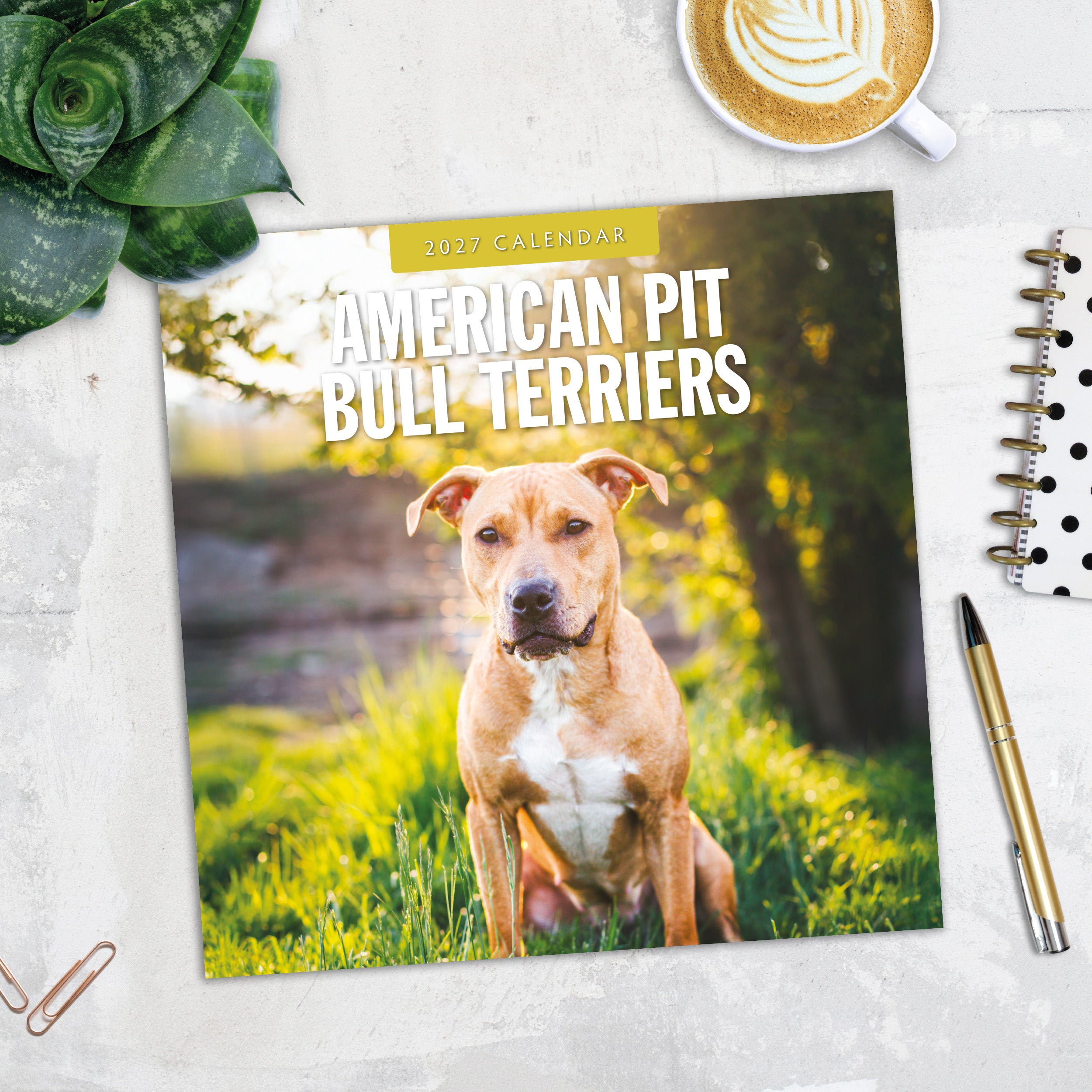 2027 American Pit Bull Terriers - Square Wall Calendar