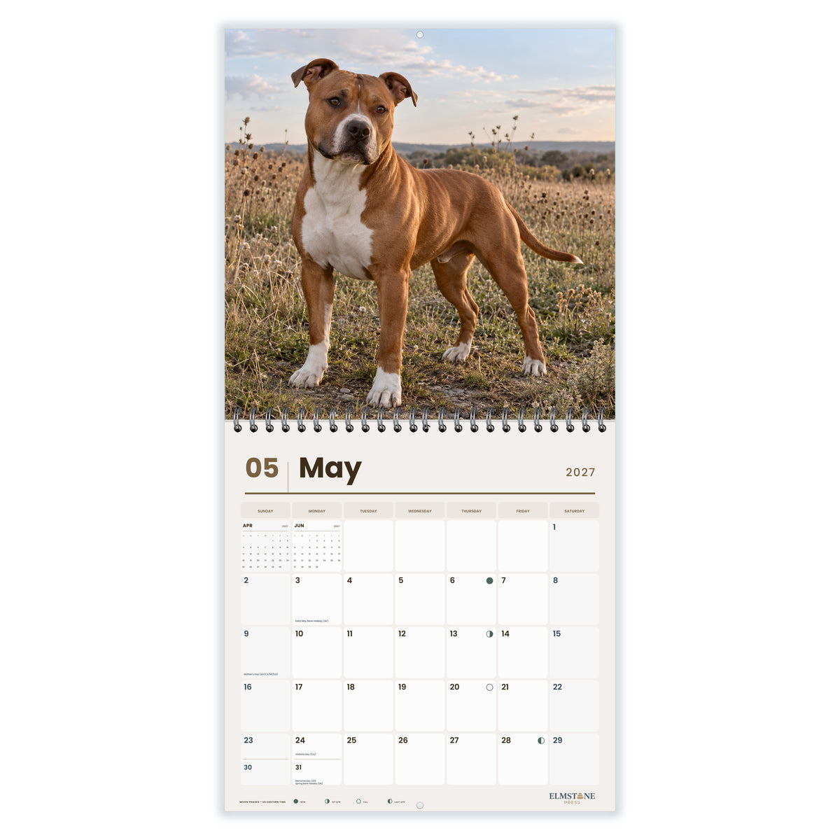 American_Staffordshire_Terriers_-_649310202829_-_03-may-open-white.jpg