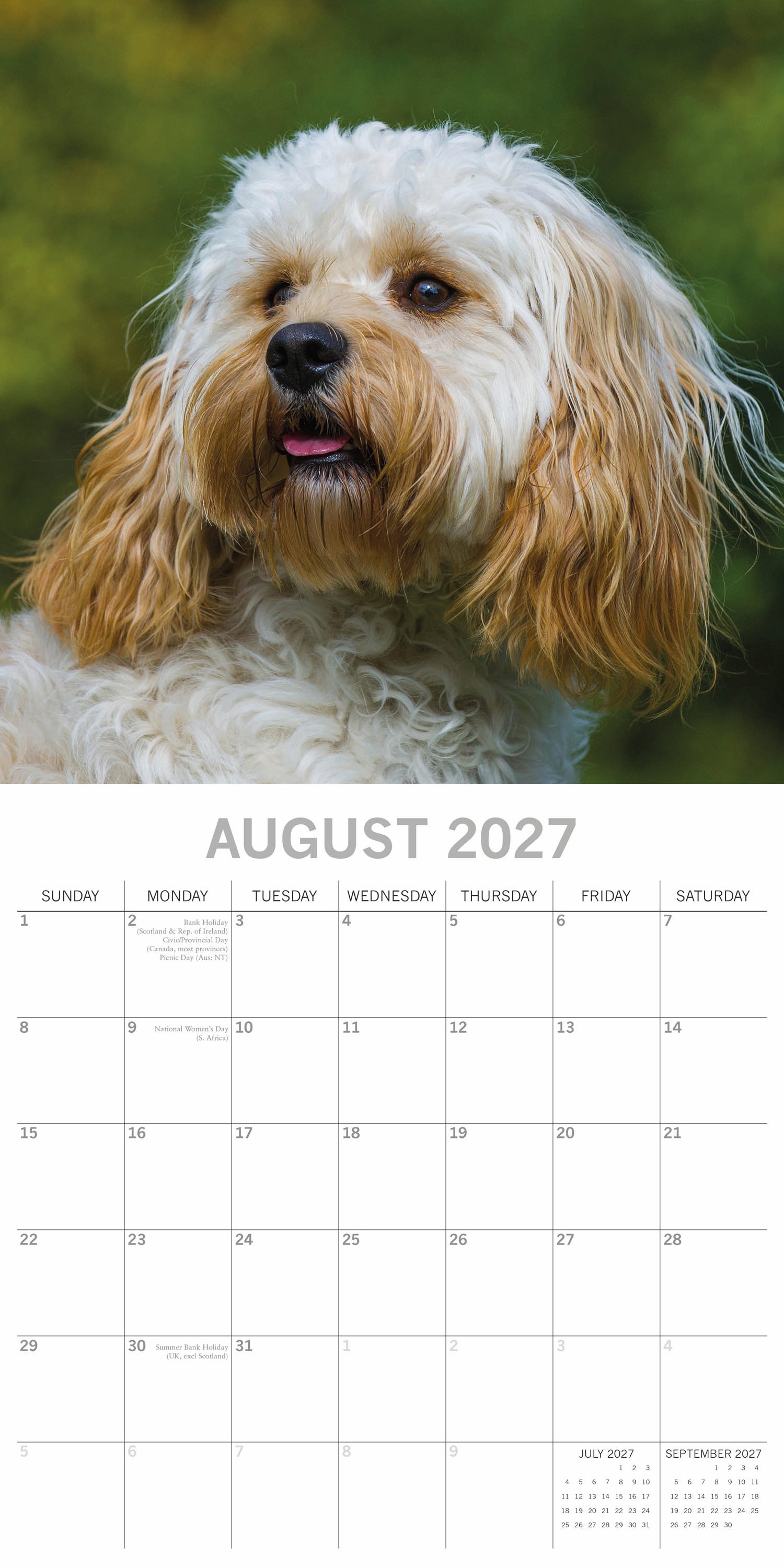 Animals_Dogs_Cavapoos_2027_Aug.jpg