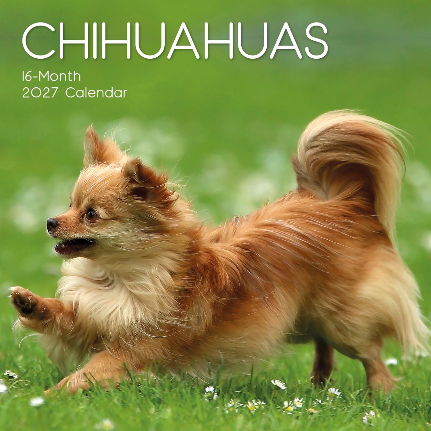 Animals_Dogs_Chihuahuas_2027_Cover.jpg