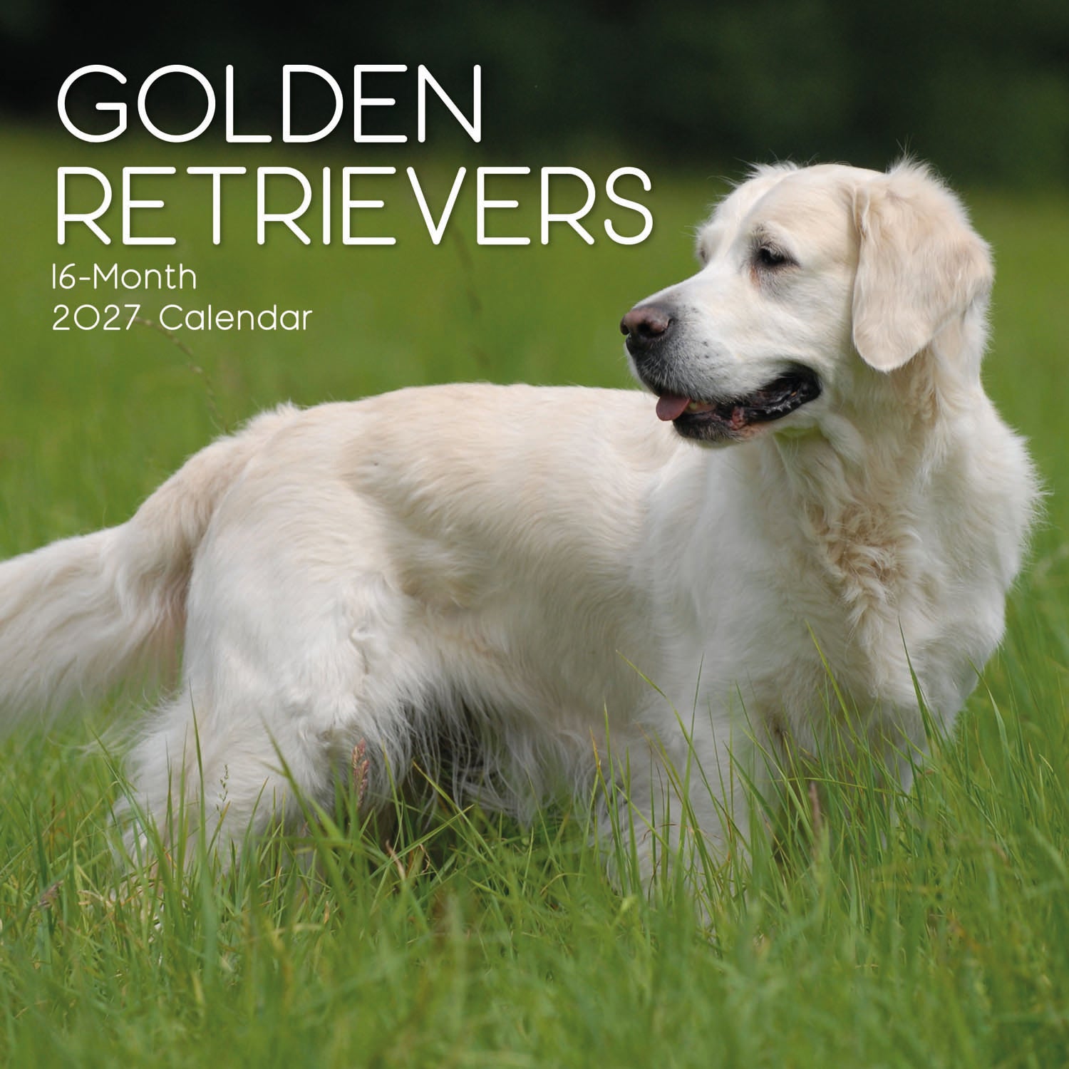 Animals_Dogs_Golden_Retrievers_2027_Cover.jpg