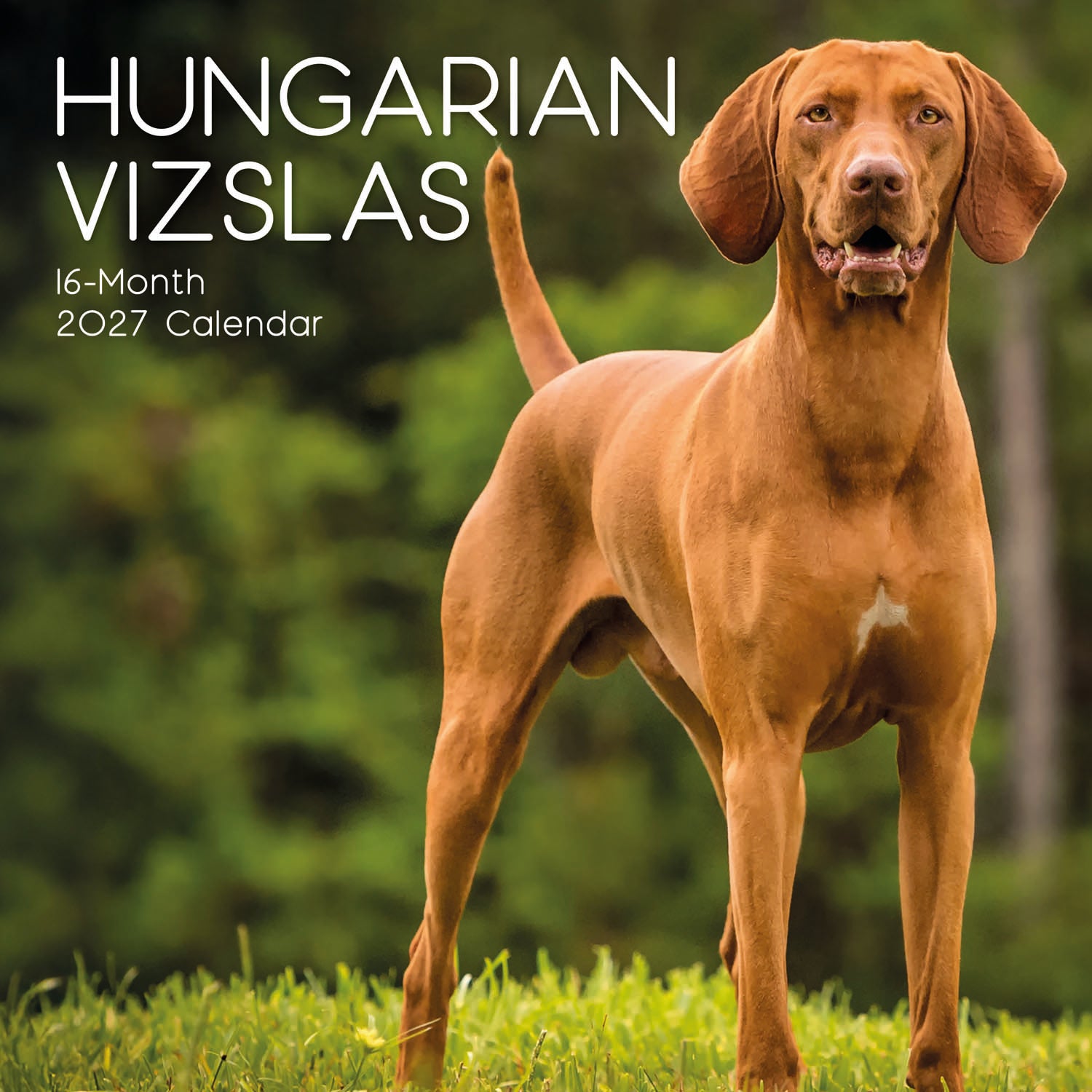 Animals_Dogs_Hungarian_Vizslas_2027_Cover.jpg