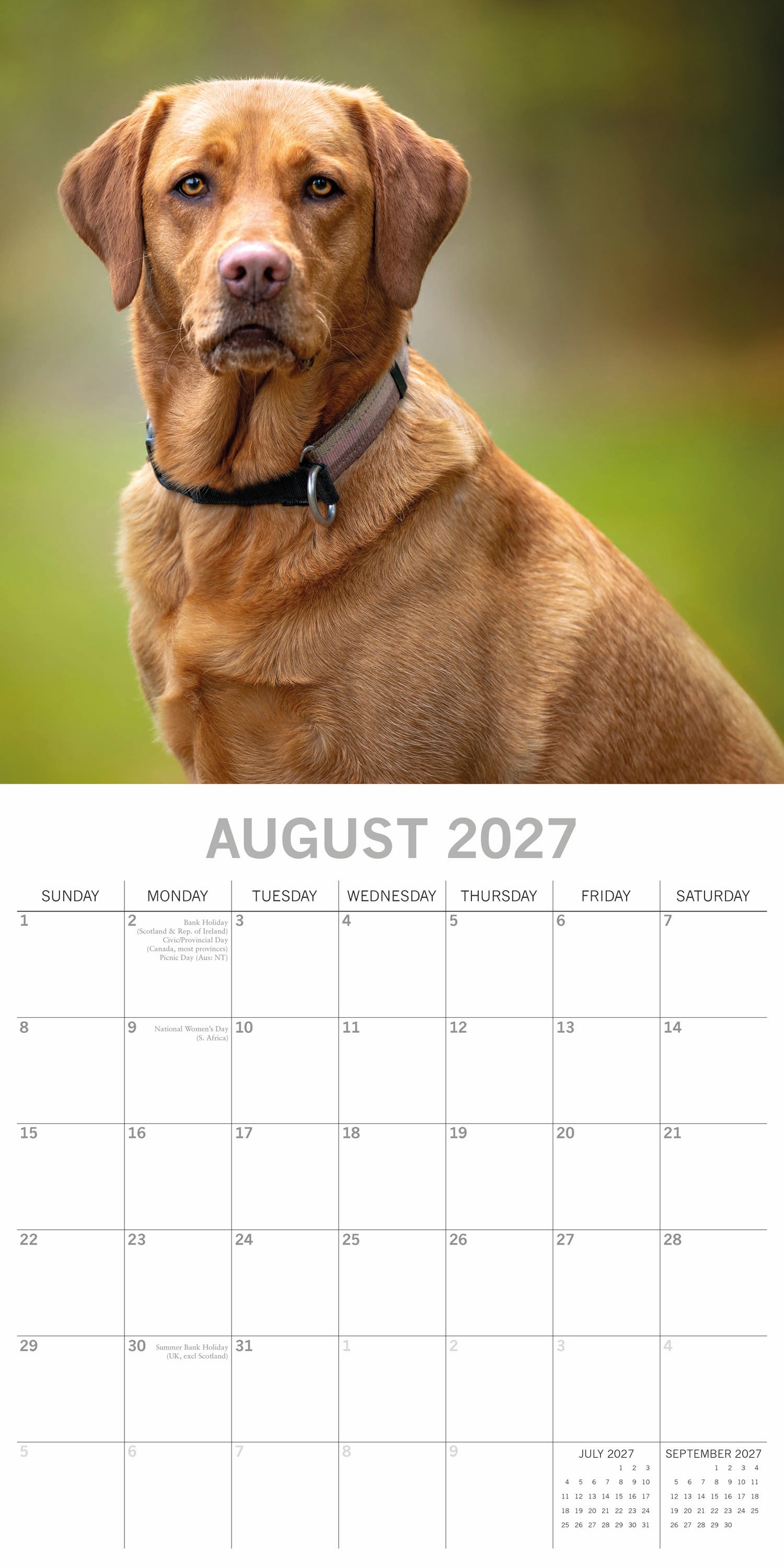 Animals_Dogs_Labradors_2027_Aug.jpg