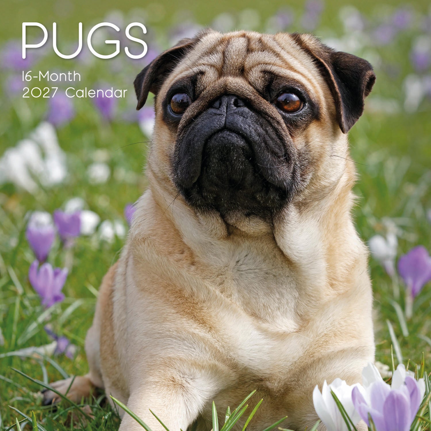 Animals_Dogs_Pugs_2027_Cover.jpg