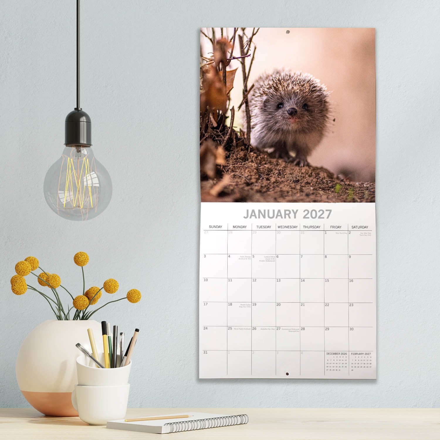 Animals_Hedgehogs_2027_Jan_LS.jpg