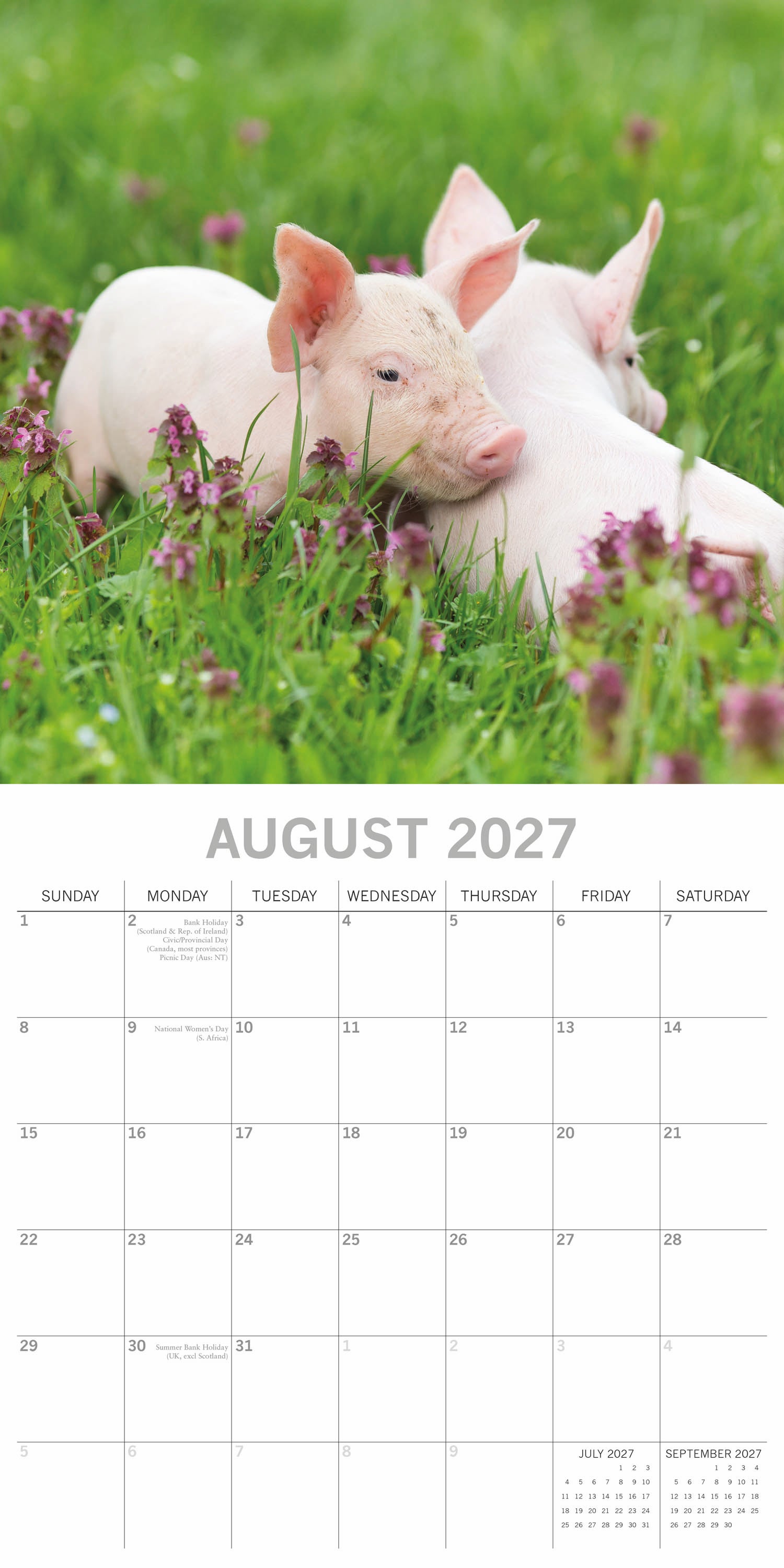 Animals_Piggies_2027_Aug.jpg
