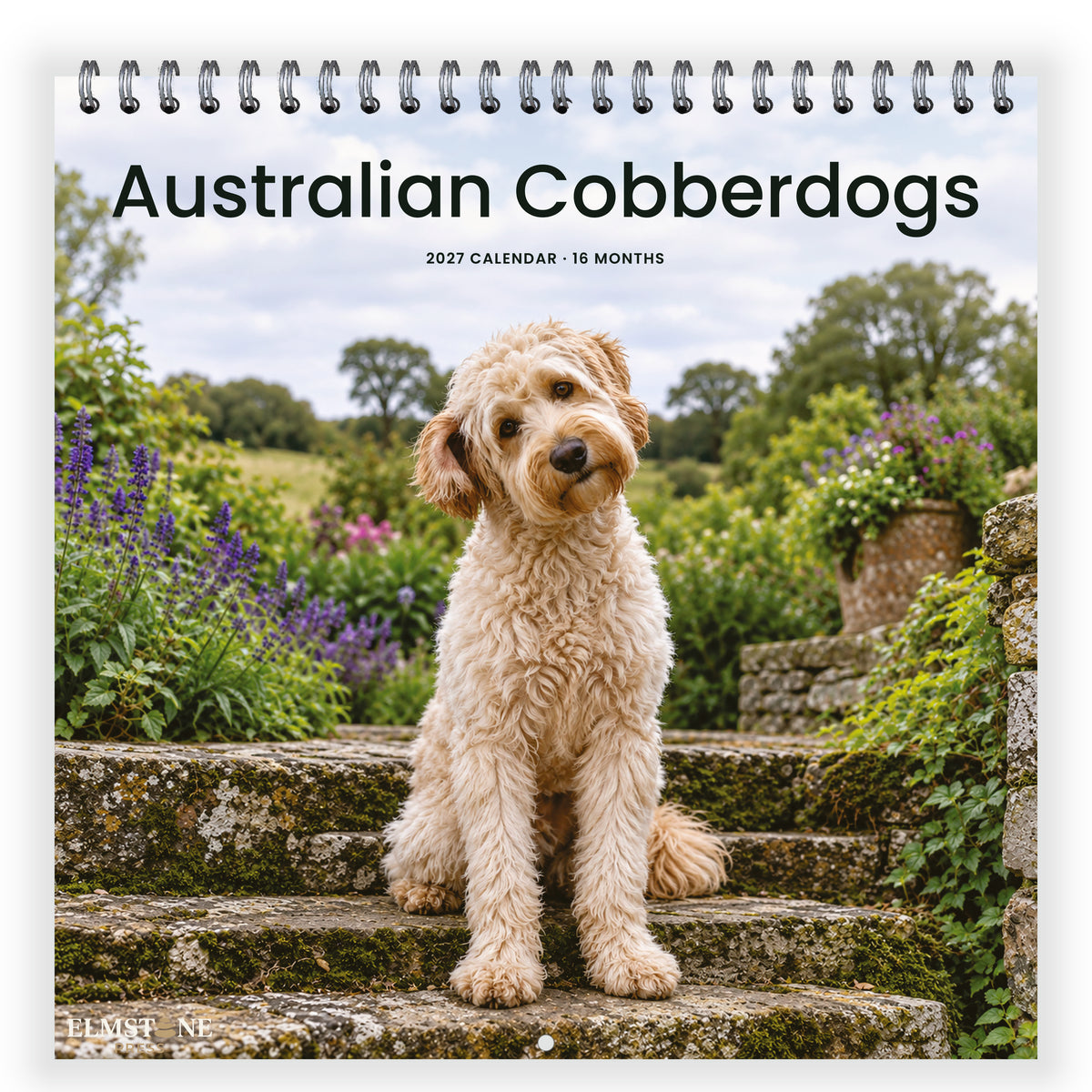 Australian_Cobberdogs_-_649310203321_-_01-front-cover-white.jpg