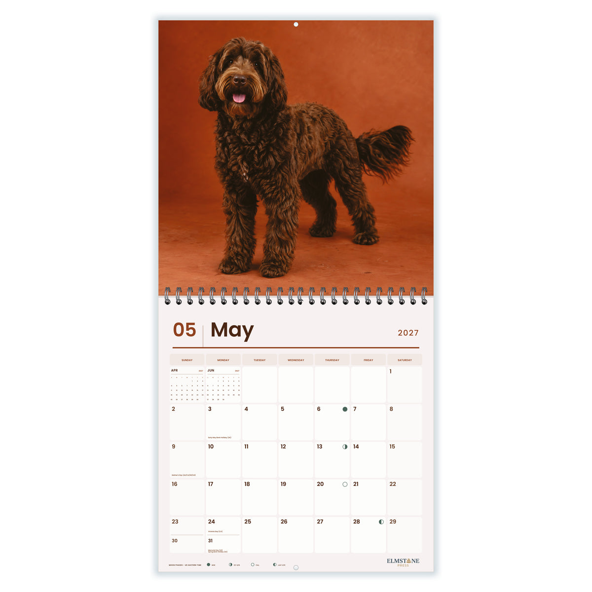 Australian_Cobberdogs_-_649310203321_-_03-may-open-white.jpg