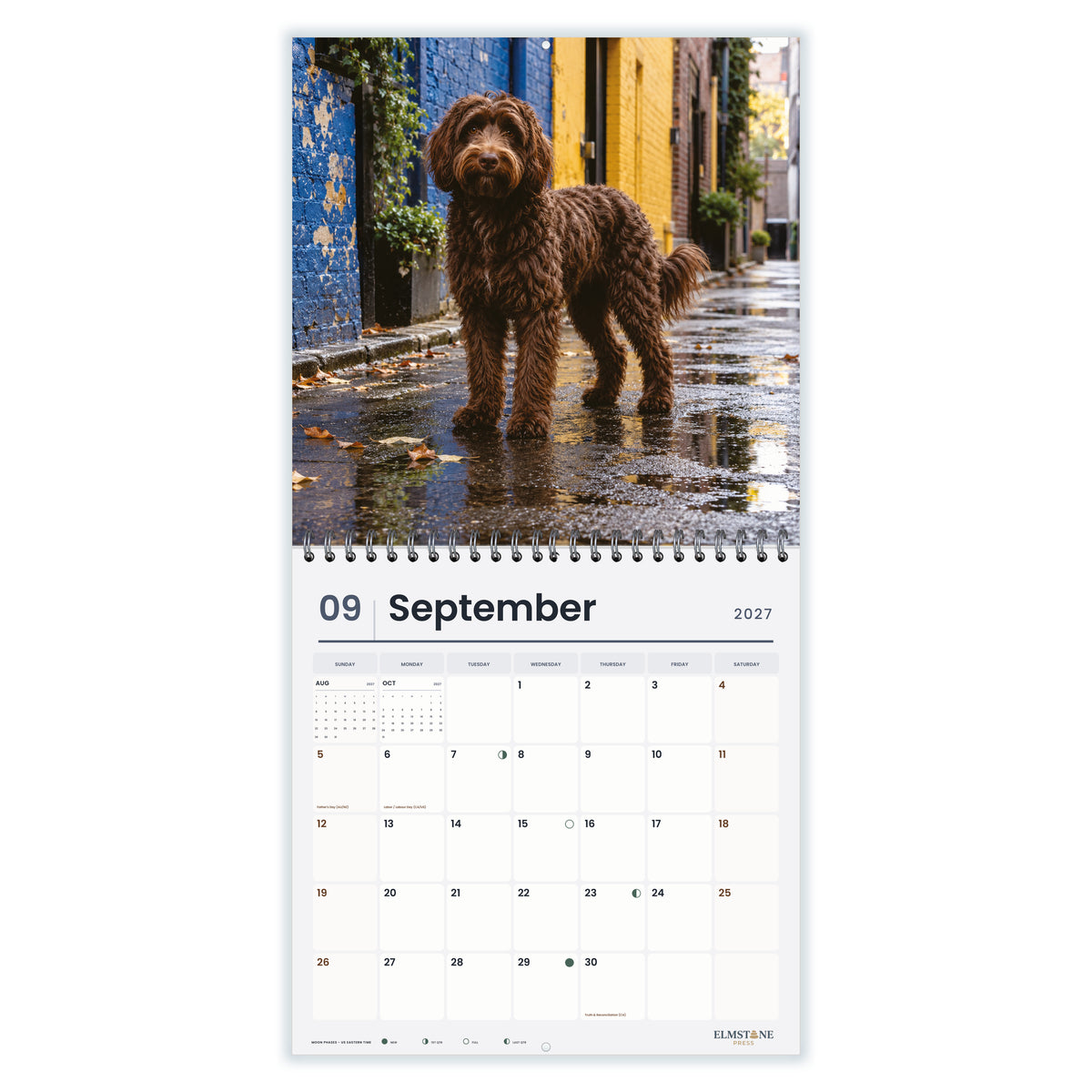Australian_Cobberdogs_-_649310203321_-_04-september-open-white.jpg