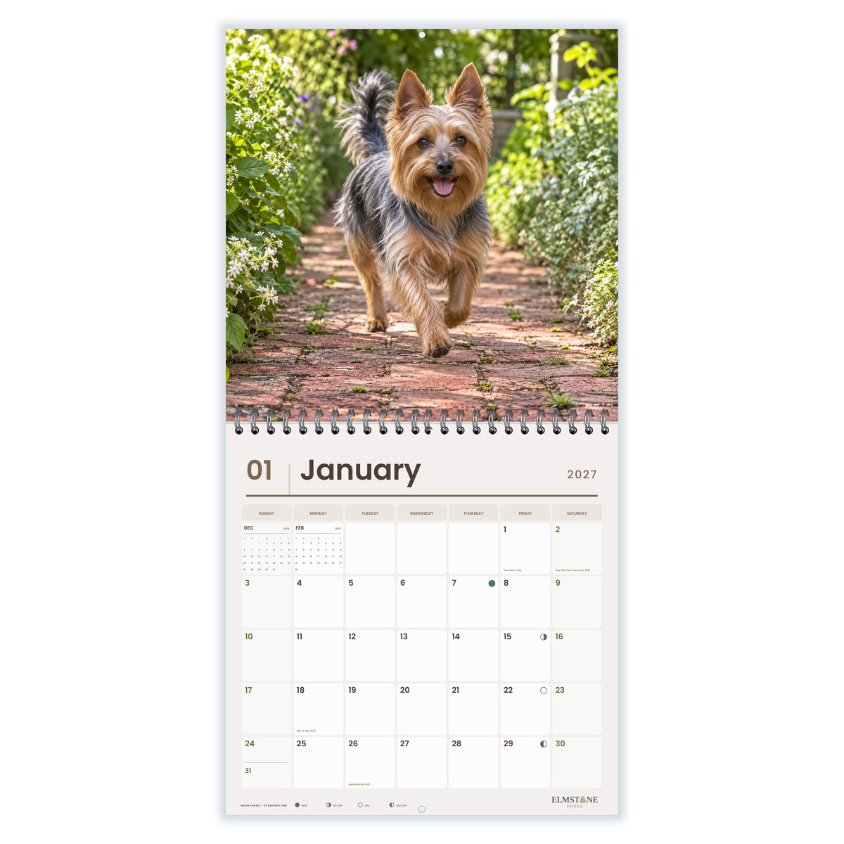 Australian_Silky_Terriers_-_649310202836_-_02-january-open-white.jpg