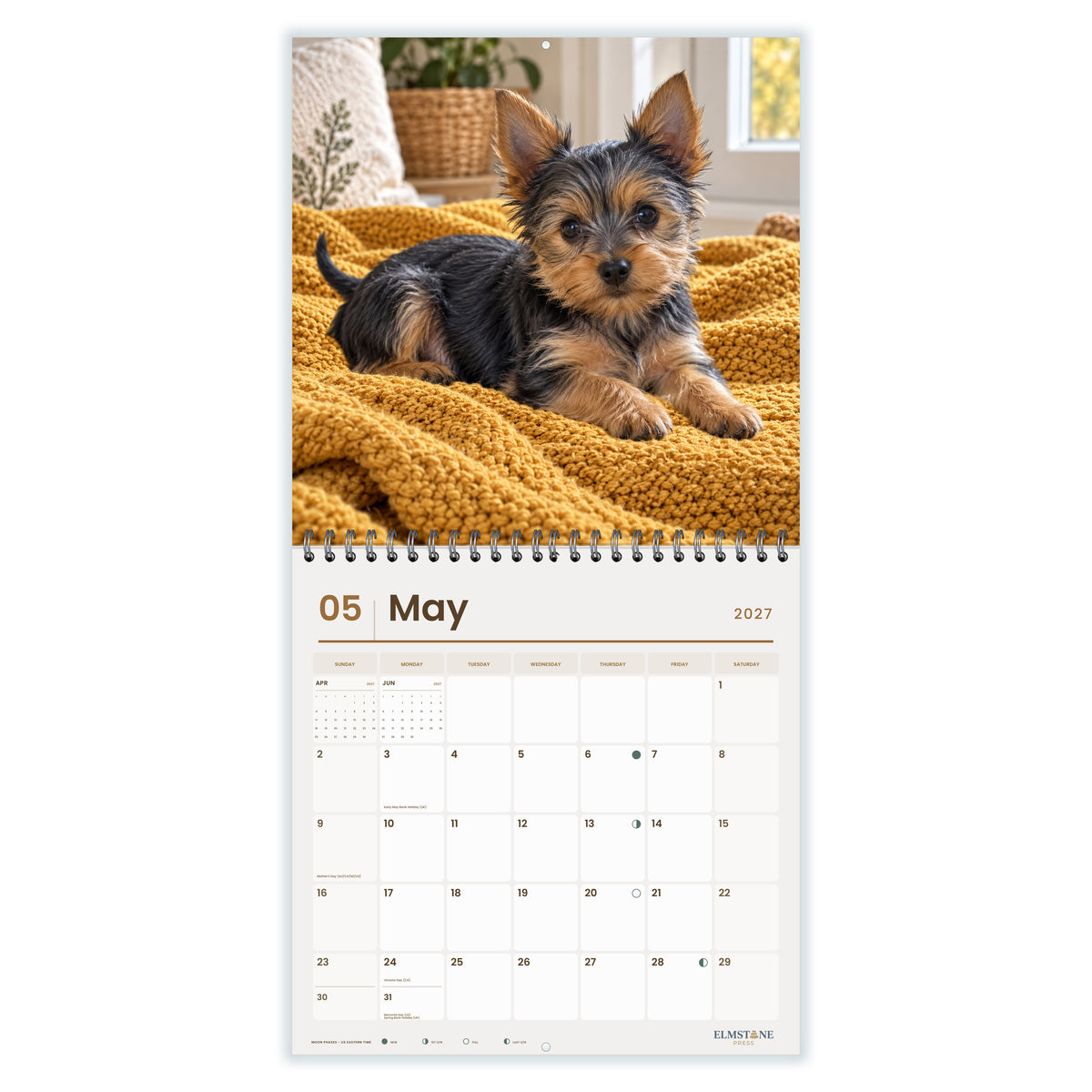 Australian_Silky_Terriers_-_649310202836_-_03-may-open-white.jpg