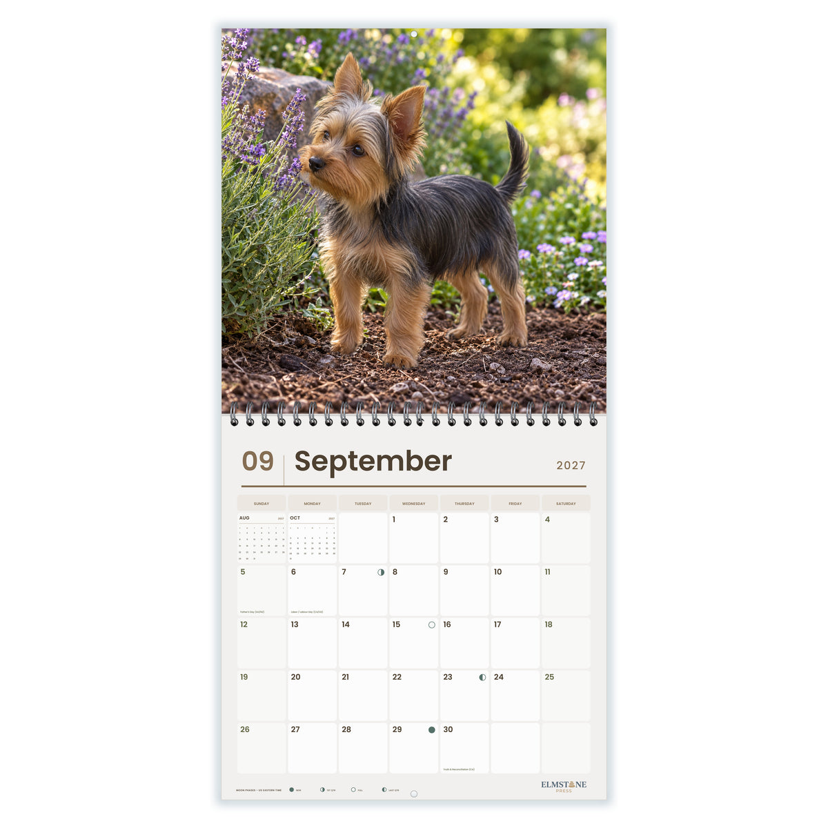 Australian_Silky_Terriers_-_649310202836_-_04-september-open-white.jpg
