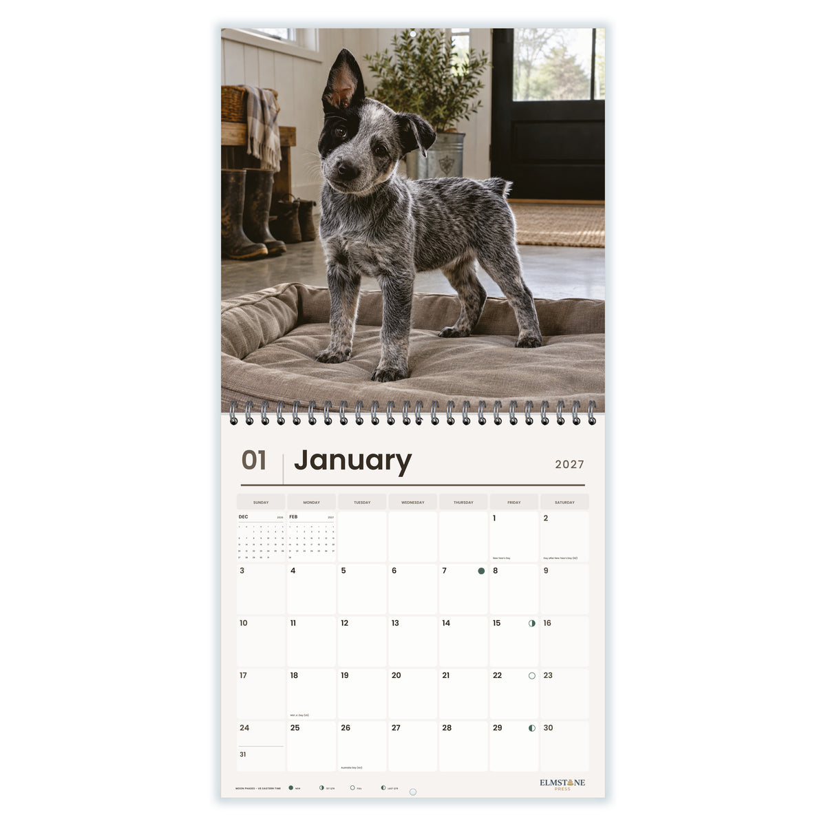 Australian_Stumpy_Tail_Cattle_Dogs_-_649310202843_-_02-january-open-white.jpg