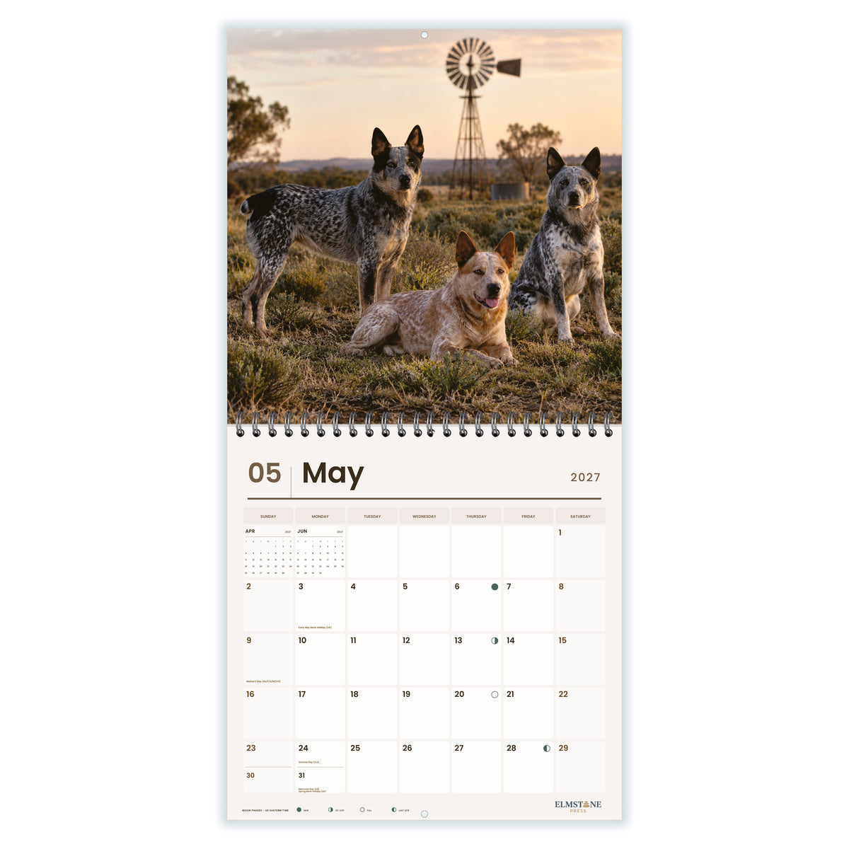 Australian_Stumpy_Tail_Cattle_Dogs_-_649310202843_-_03-may-open-white.jpg