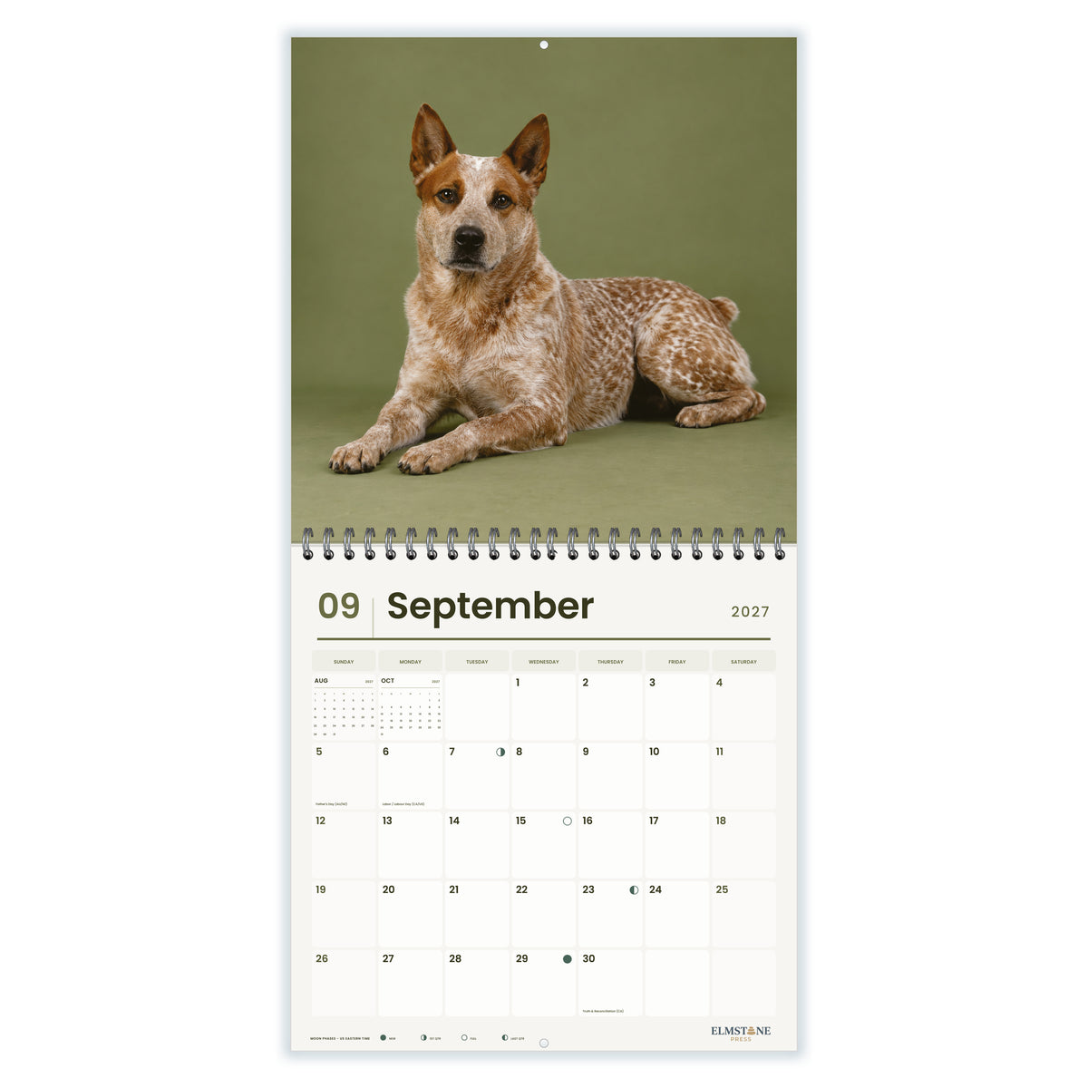 Australian_Stumpy_Tail_Cattle_Dogs_-_649310202843_-_04-september-open-white.jpg
