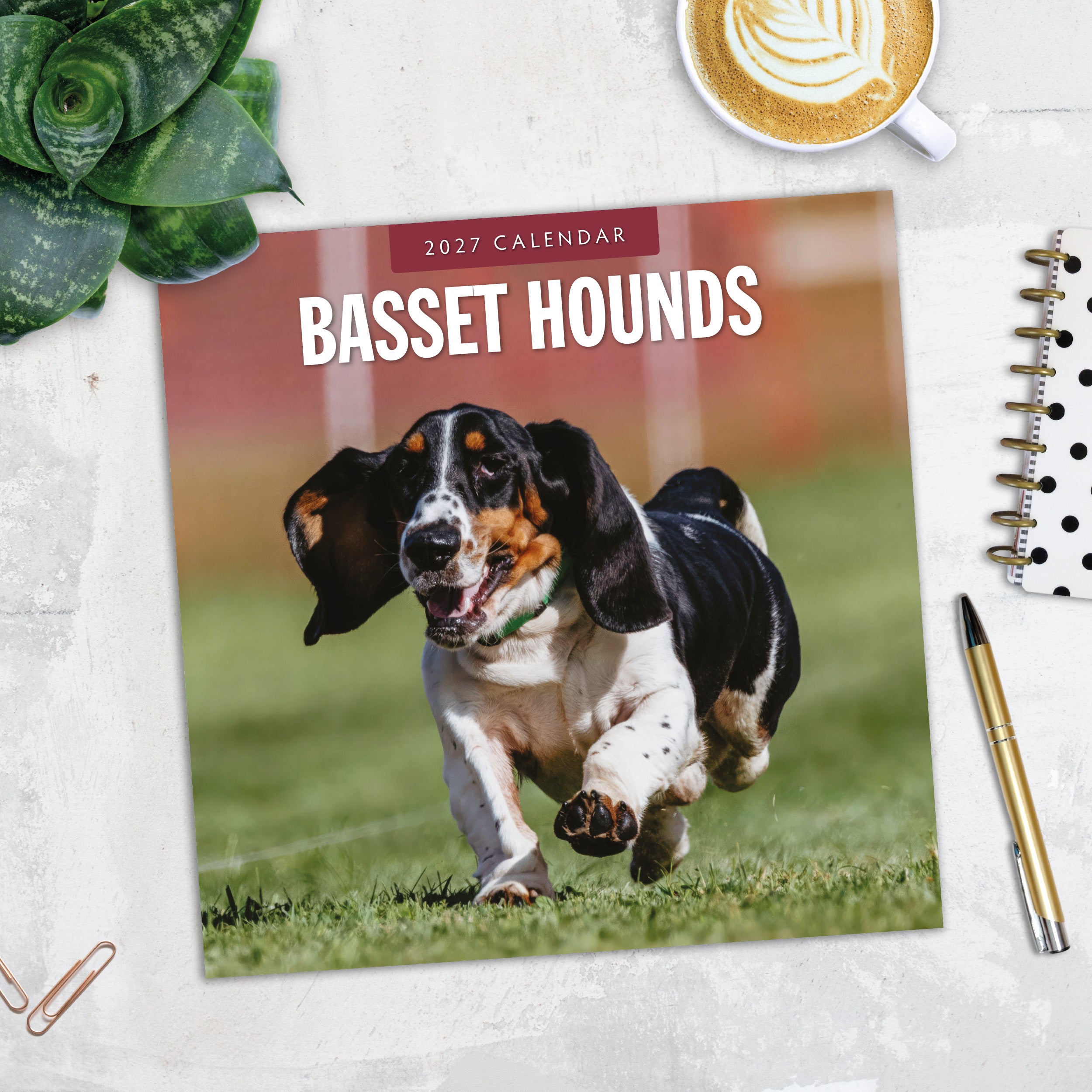 2027 Basset Hounds - Square Wall Calendar