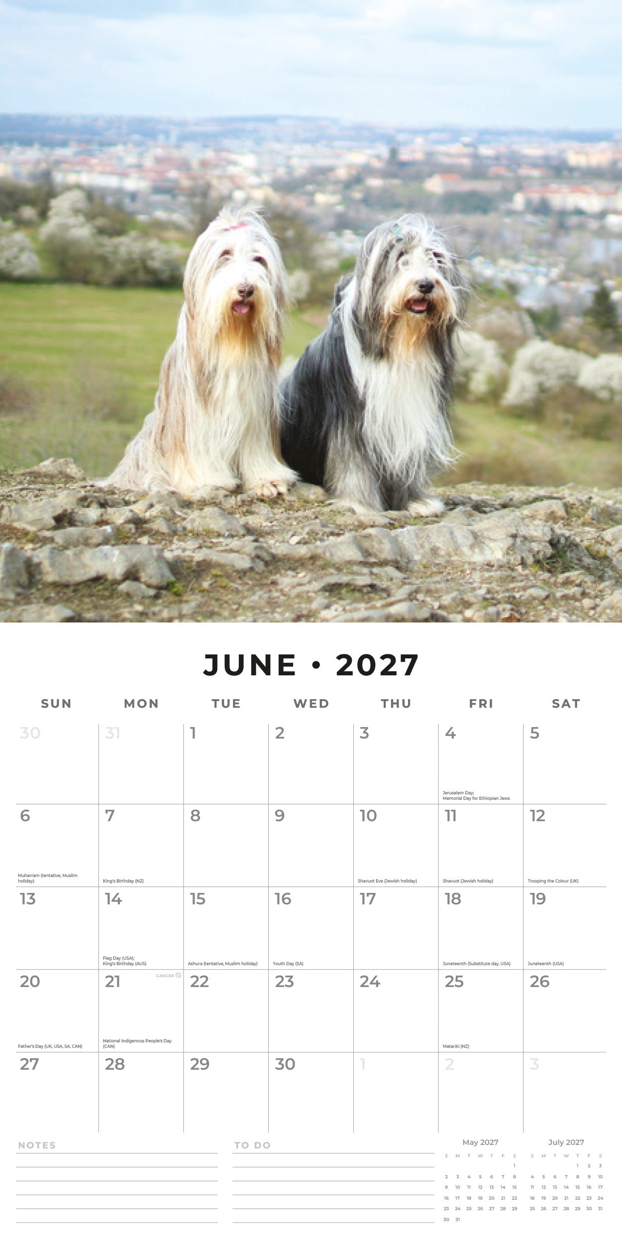 2027 Bearded Collies - Square Wall Calendar