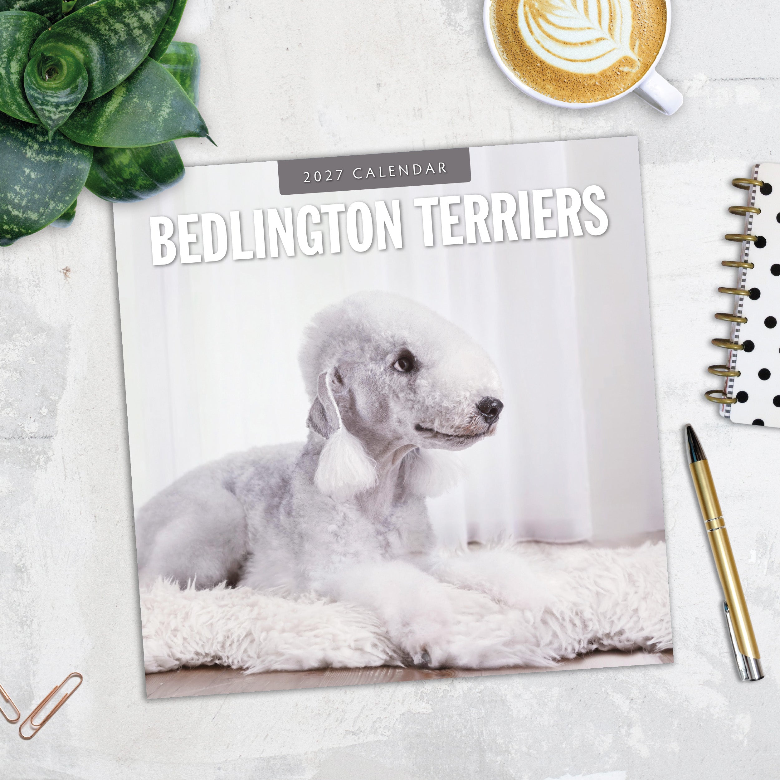 2027 Bedlington Terriers - Square Wall Calendar