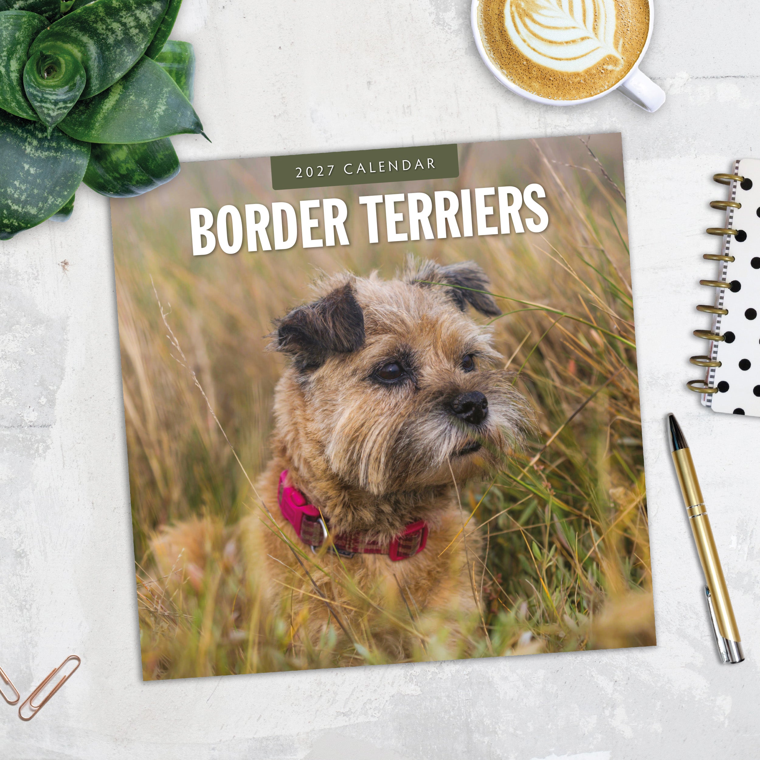 2027 Border Terriers - Square Wall Calendar