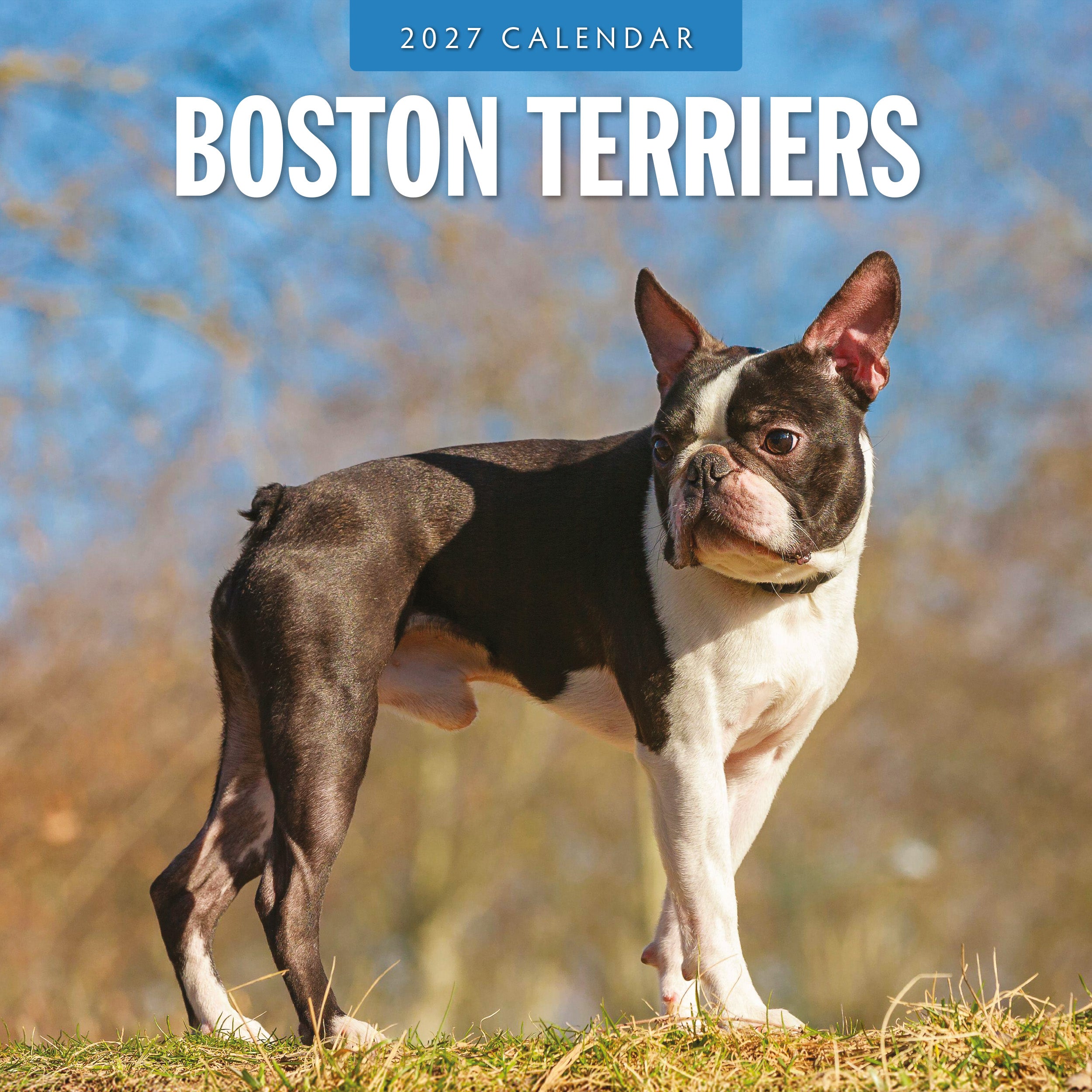 2027 Boston Terriers - Square Wall Calendar
