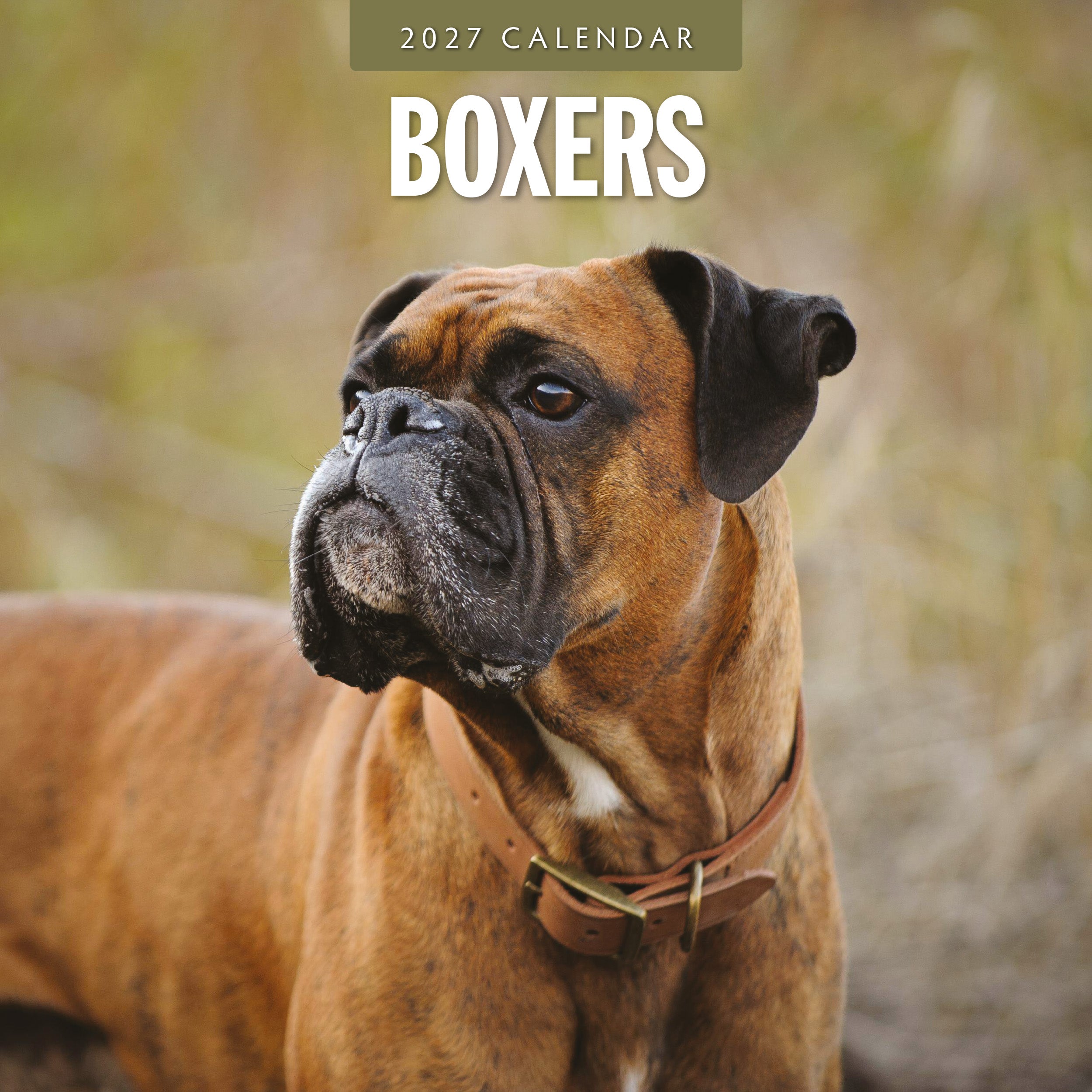 2027 Boxers - Square Wall Calendar