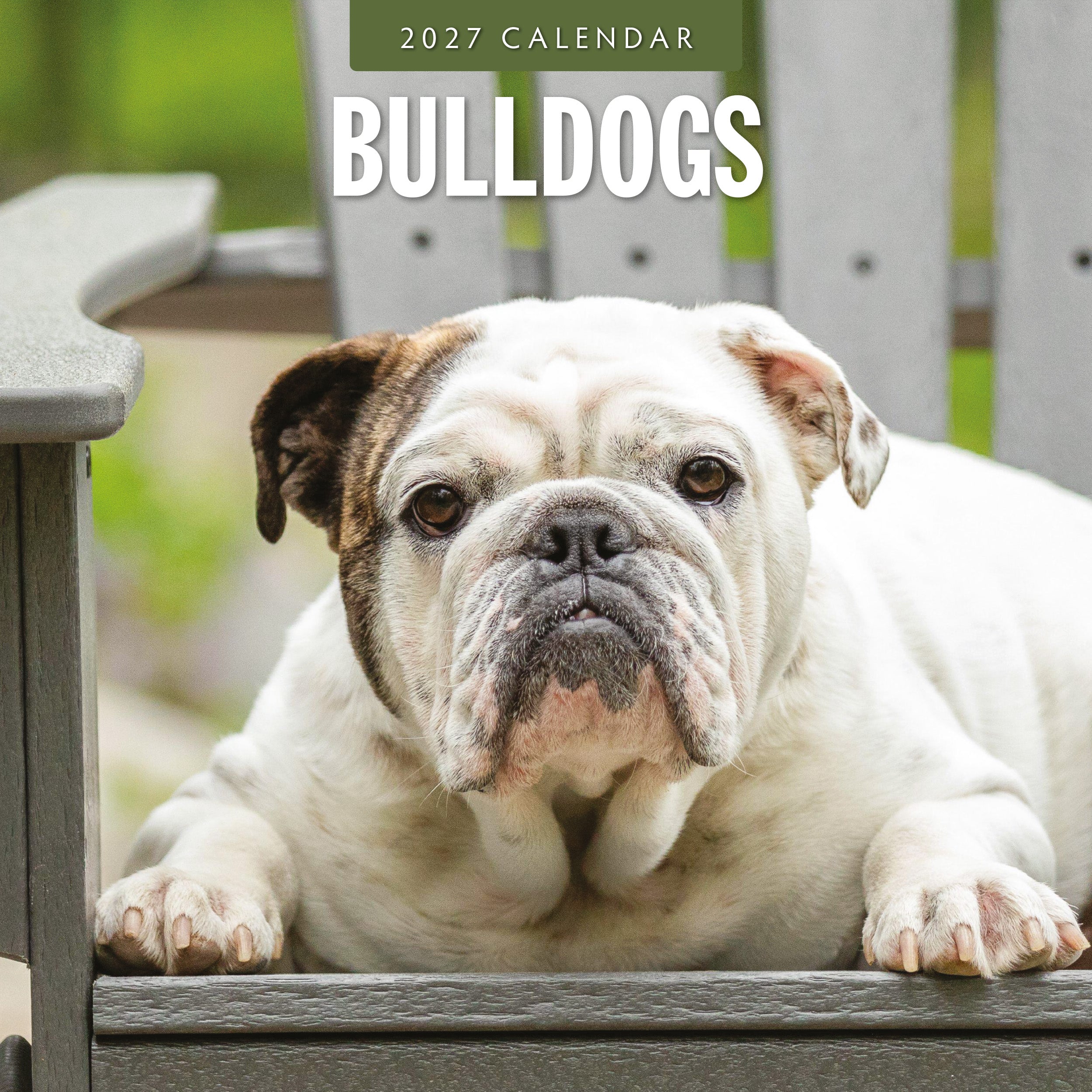 2027 Bulldogs - Square Wall Calendar