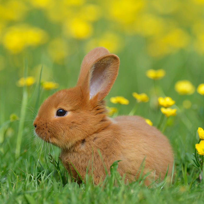 2027 Bunnies - Square Wall Calendar