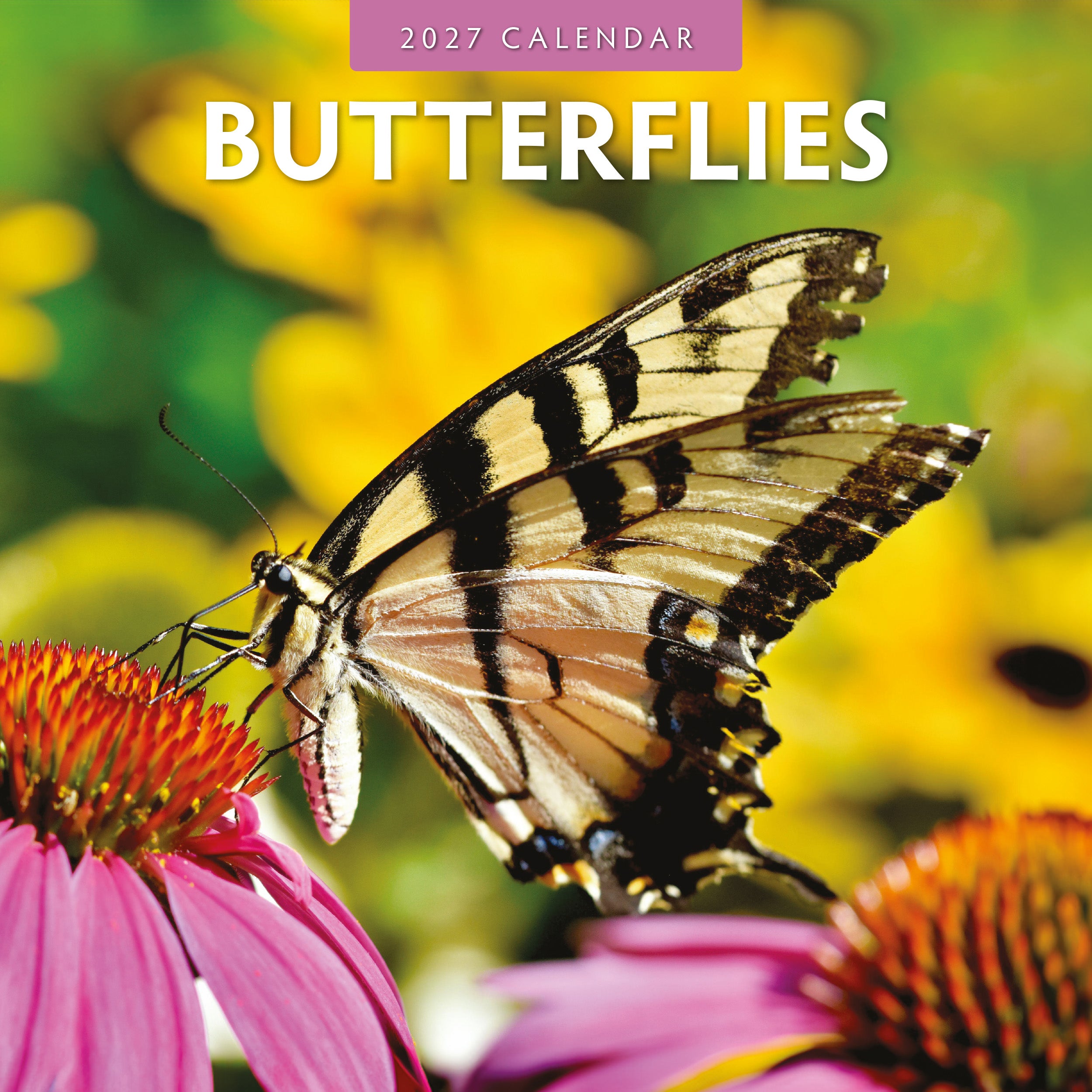 Butterflies-cvr.jpg