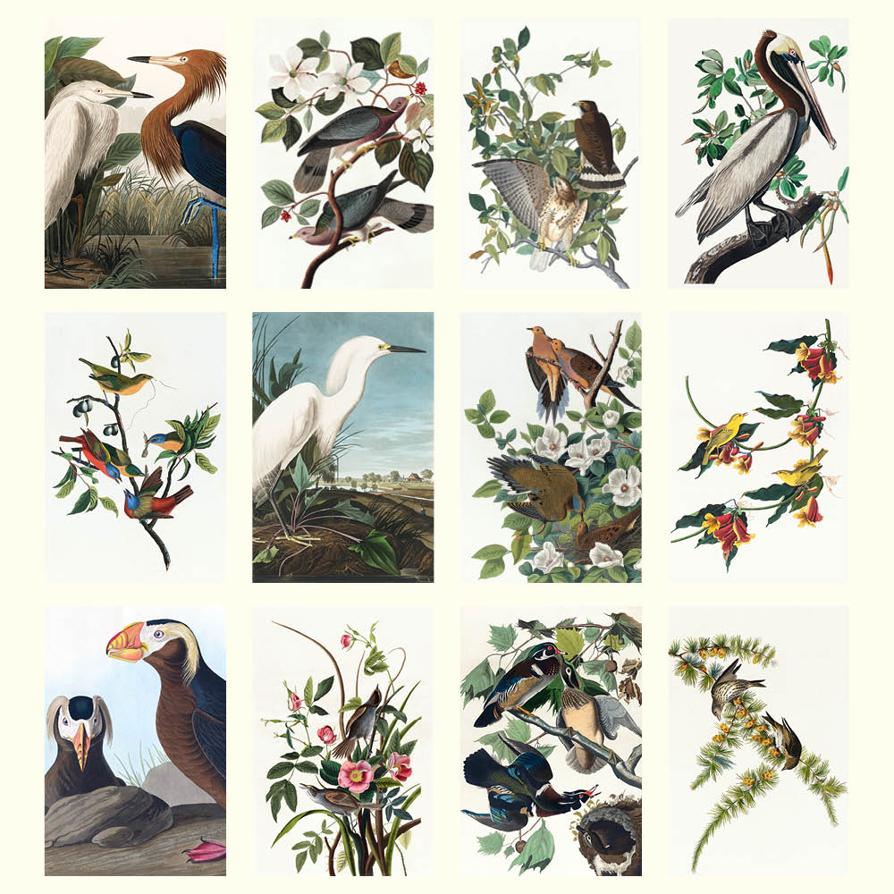 2027 Audubon's Birds - Deluxe Wall Calendar
