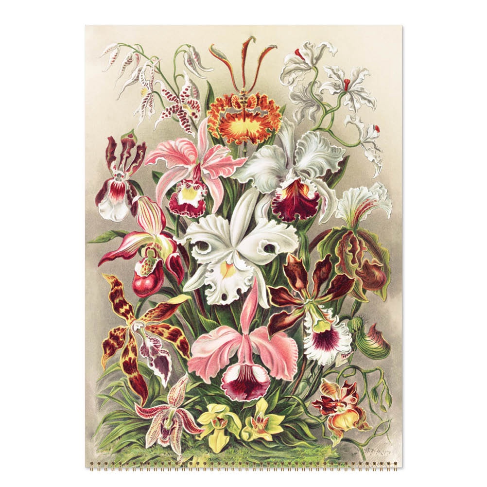 2027 Ernst Haeckel - Deluxe Wall Calendar